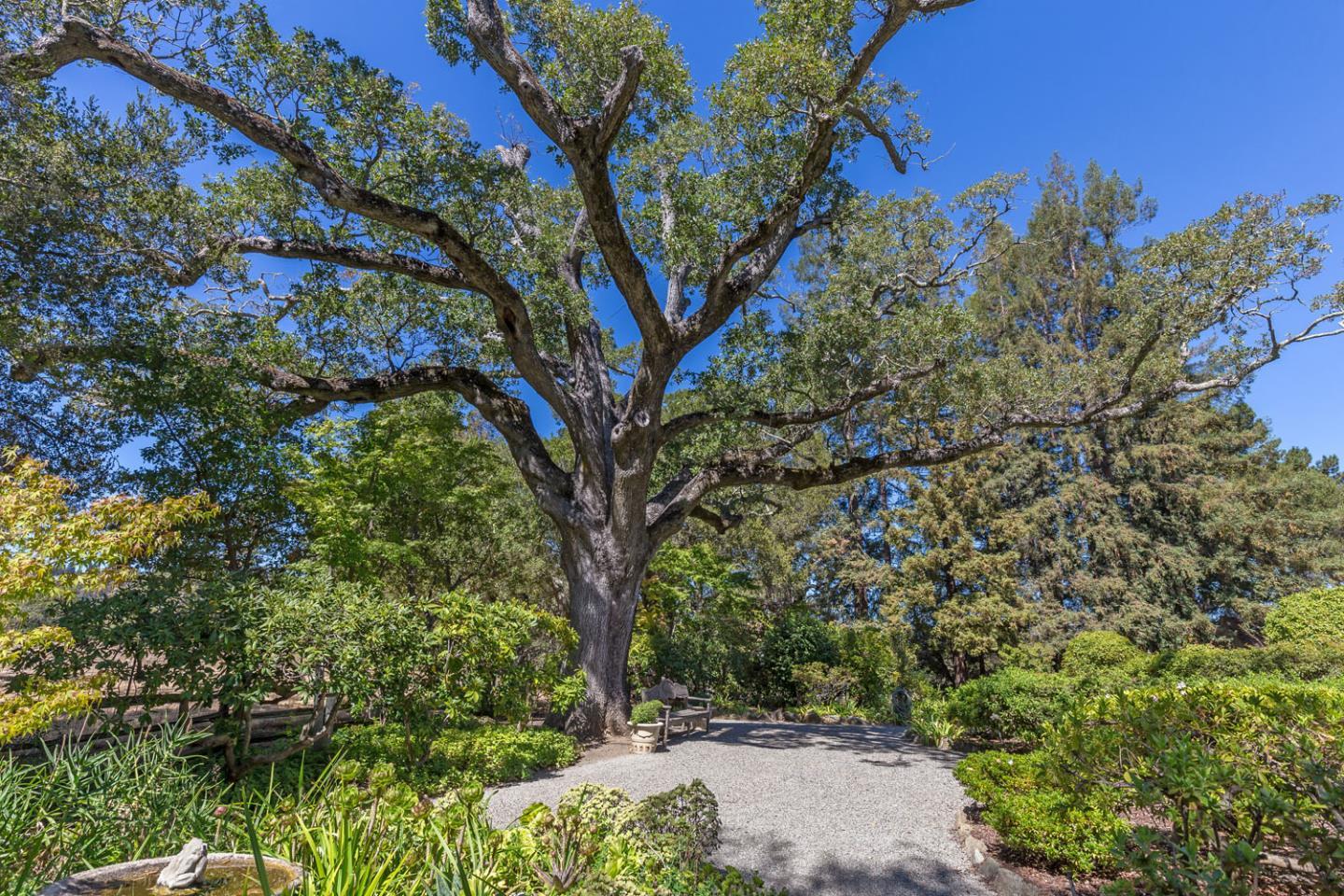 176 Harcross Road Woodside, CA 94061 - Photo 11 of 13 a view of a yard with a tree