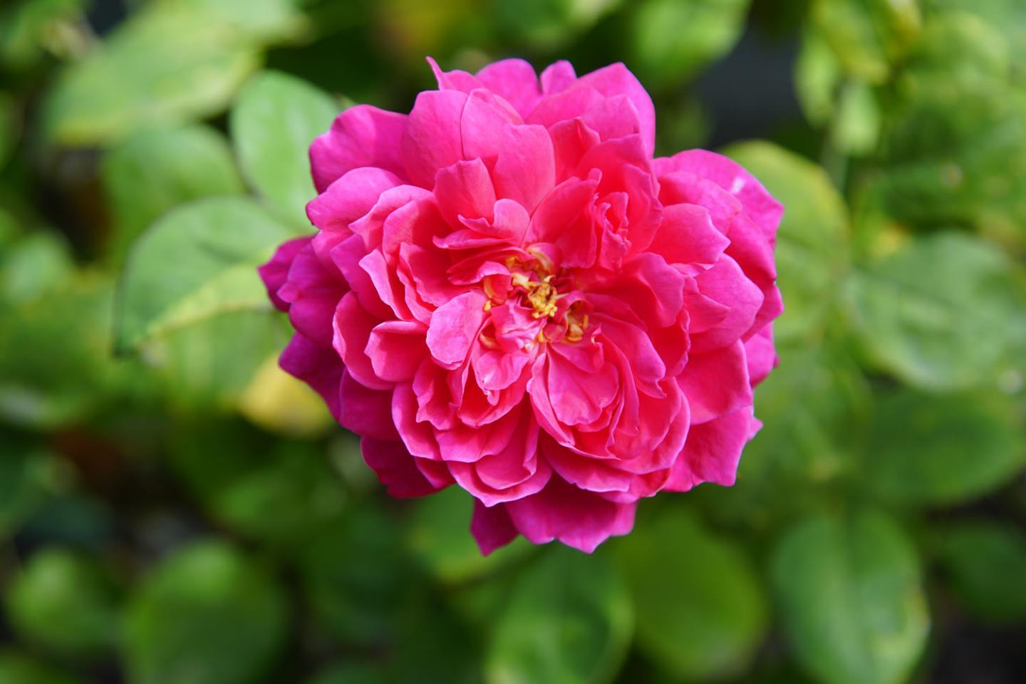 176 Harcross Road Woodside, CA 94061 - Photo 10 of 13 a view of a flower