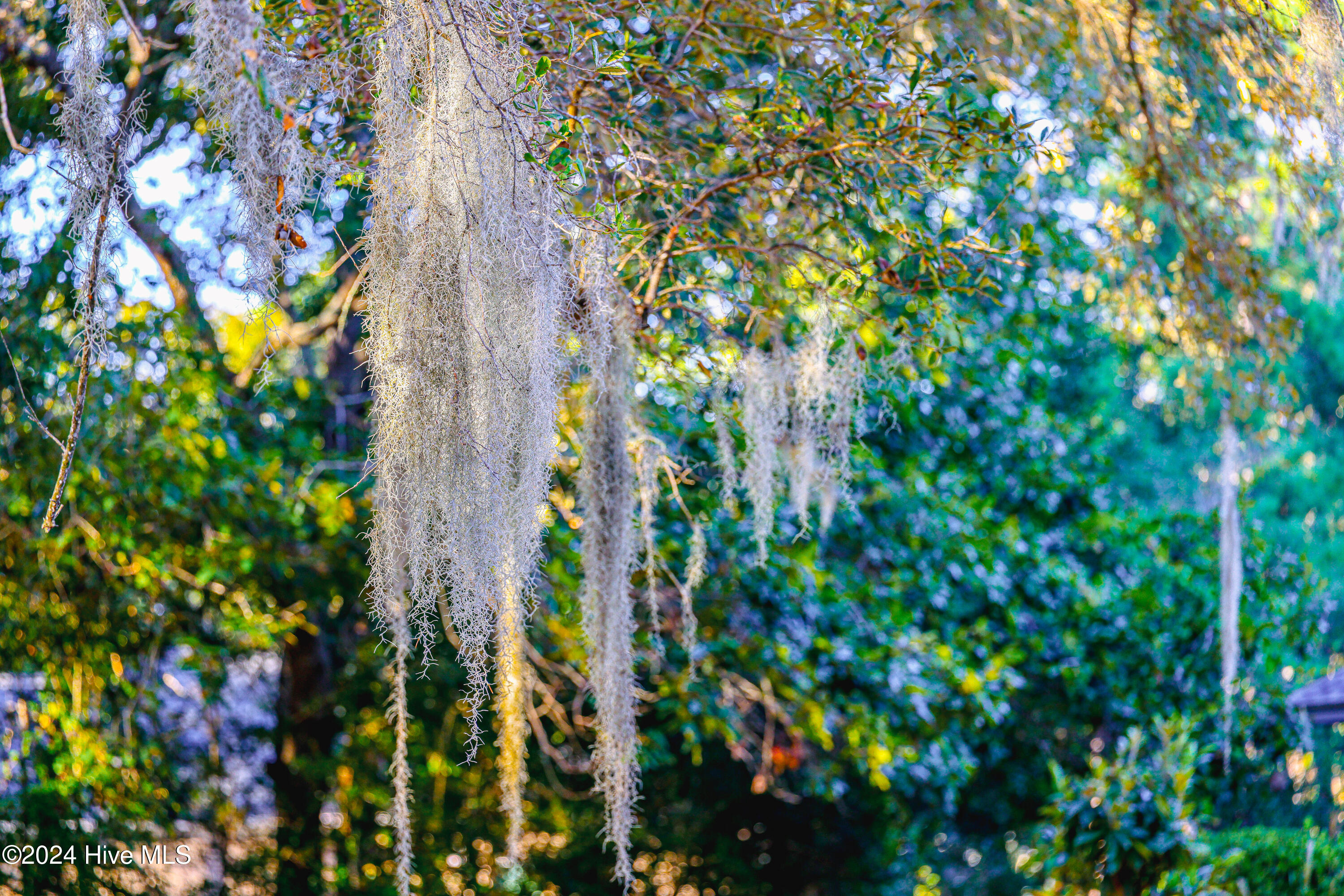 3385 Marlin Drive Bolivia, NC 28422 - Photo 10 of 37 Moss