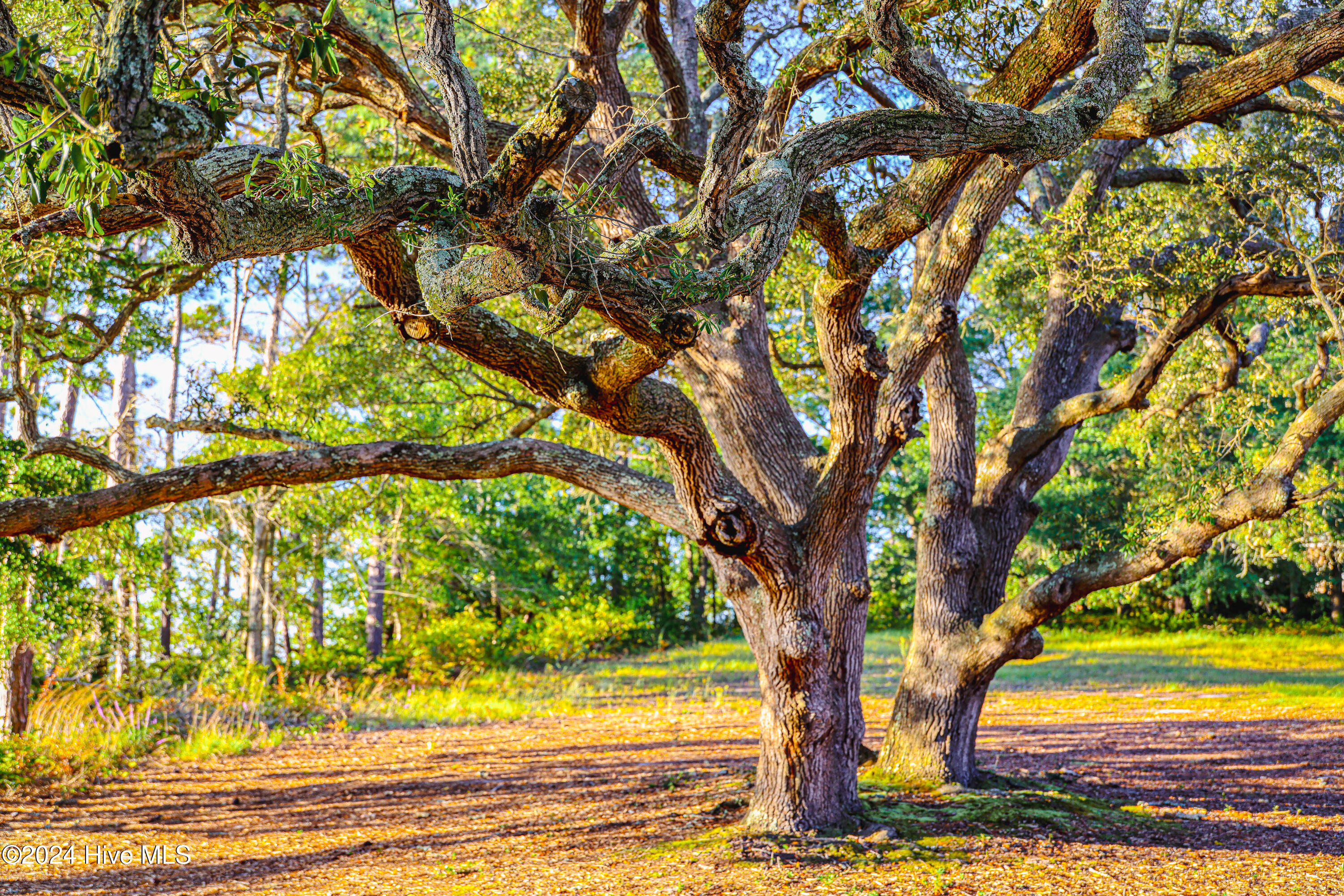 3385 Marlin Drive Bolivia, NC 28422 - Photo 11 of 37 Tree