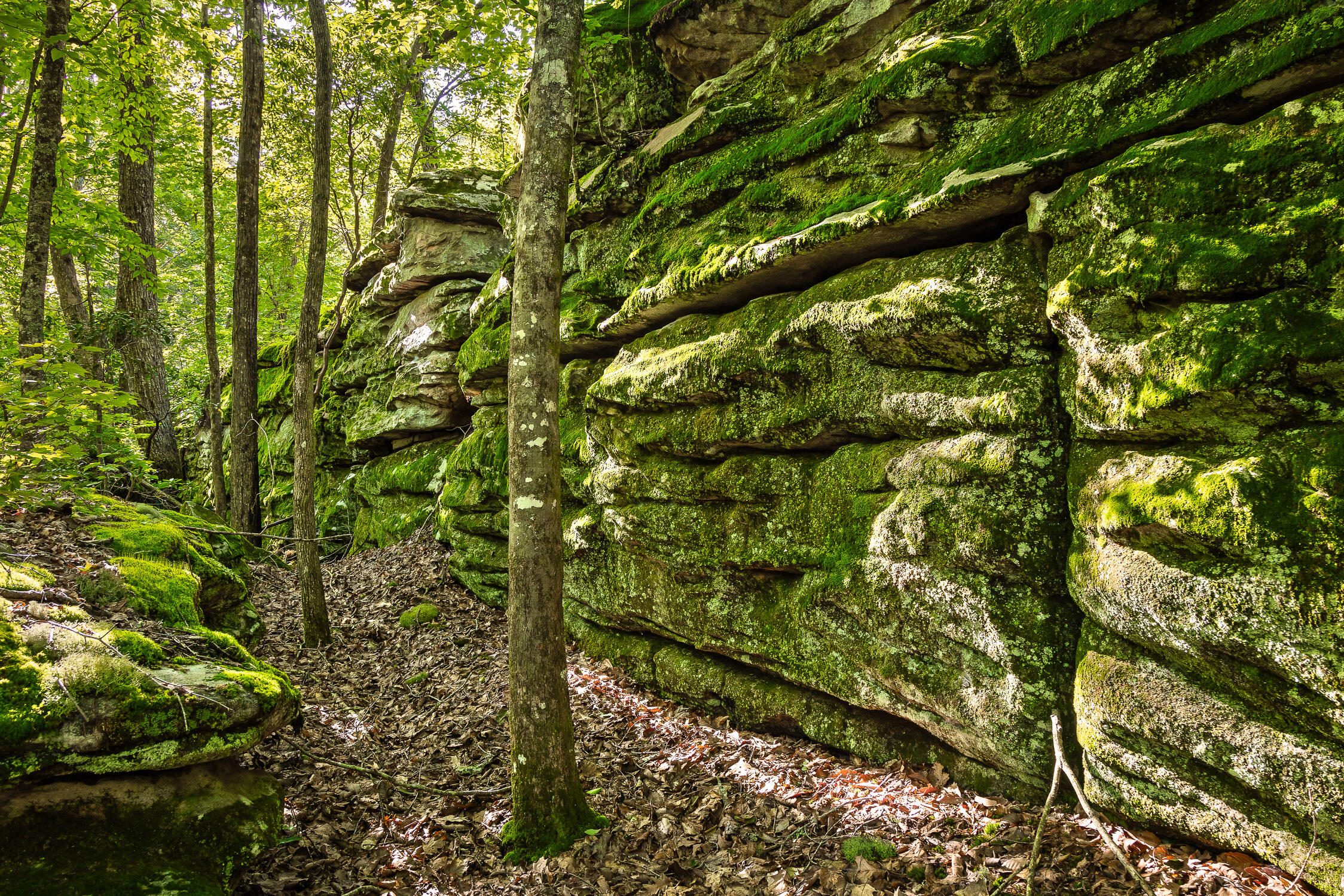 0 Brayton Road, Unit 15 Graysville, TN 37338 - Photo 11 of 14 Roaring Creek Farms-112