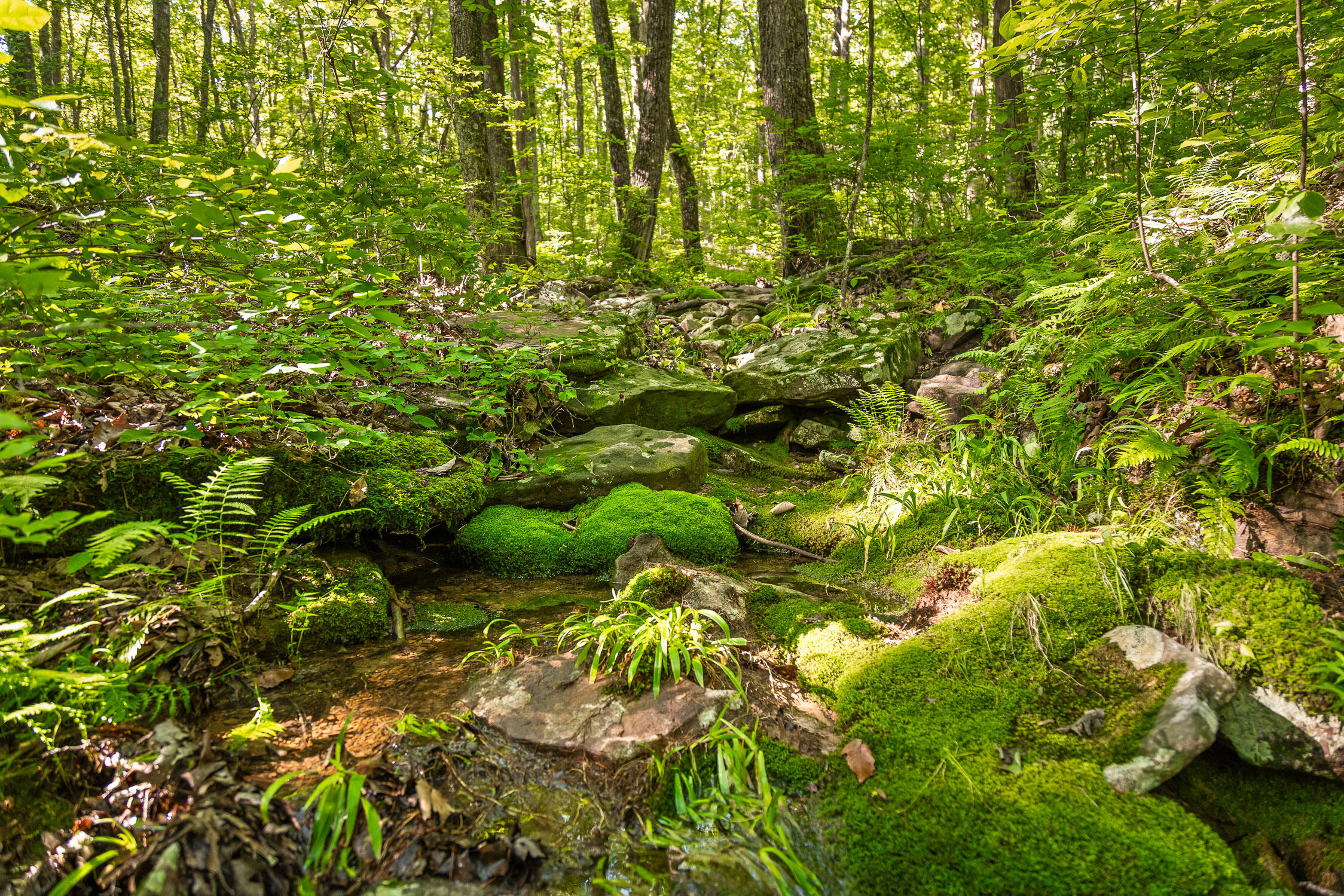 0 Brayton Road, Unit 15 Graysville, TN 37338 - Photo 14 of 14 Roaring Creek Farms-123