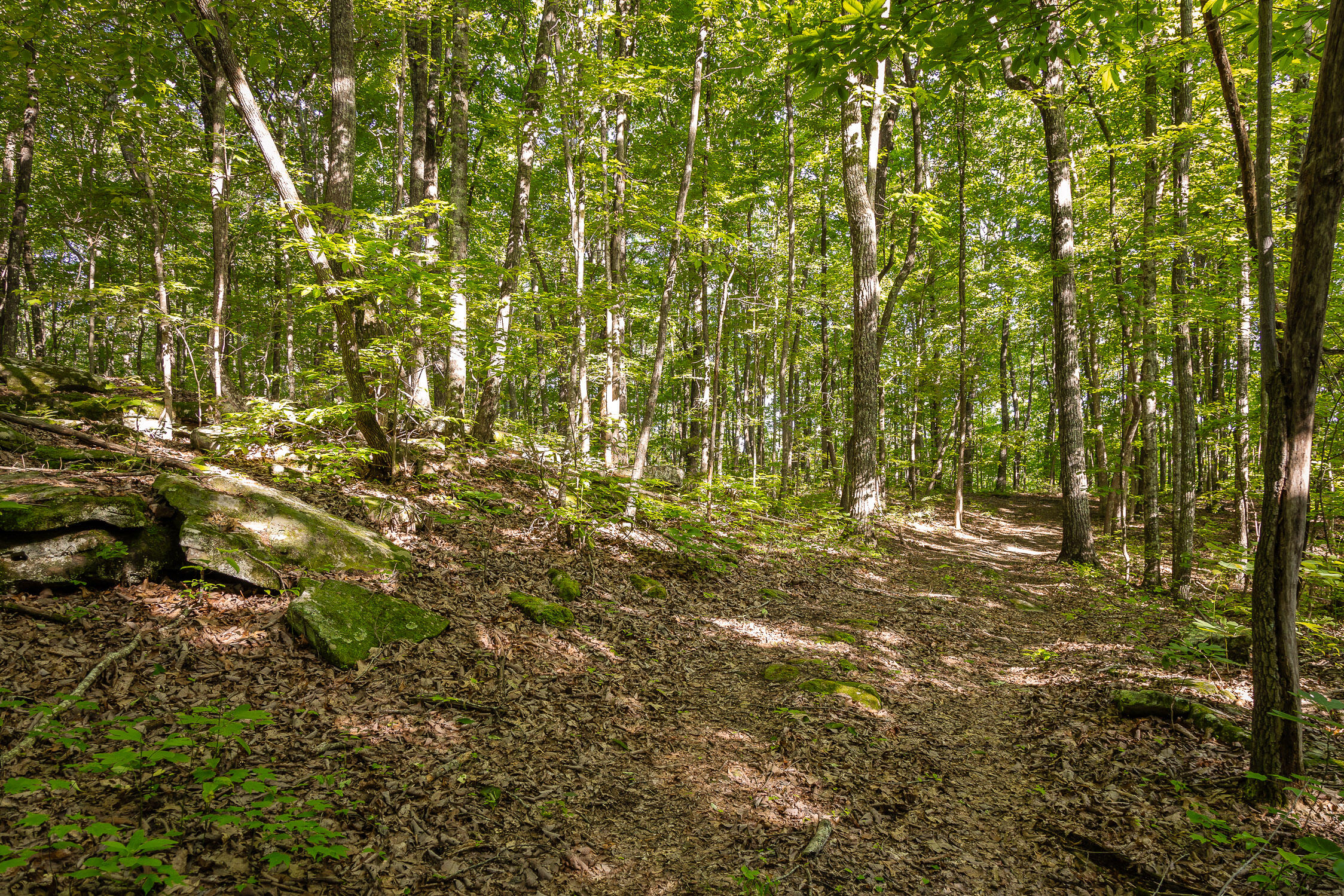 0 Brayton Road, Unit 15 Graysville, TN 37338 - Photo 5 of 14 Roaring Creek Farms-96