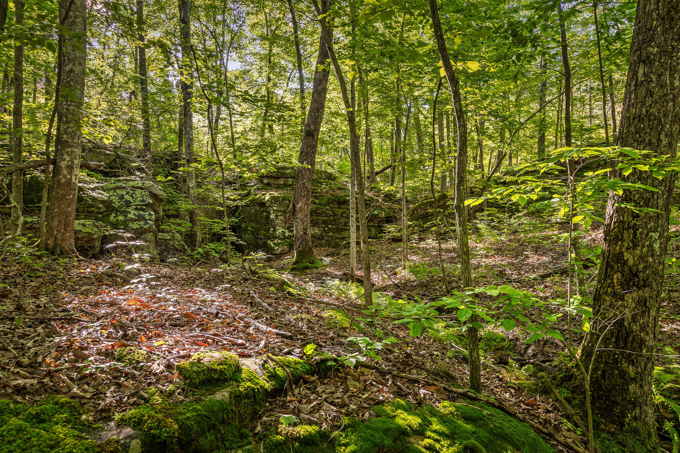 0 Brayton Road, Unit 15 Graysville, TN 37338 - Photo 8 of 14 Roaring Creek Farms-105