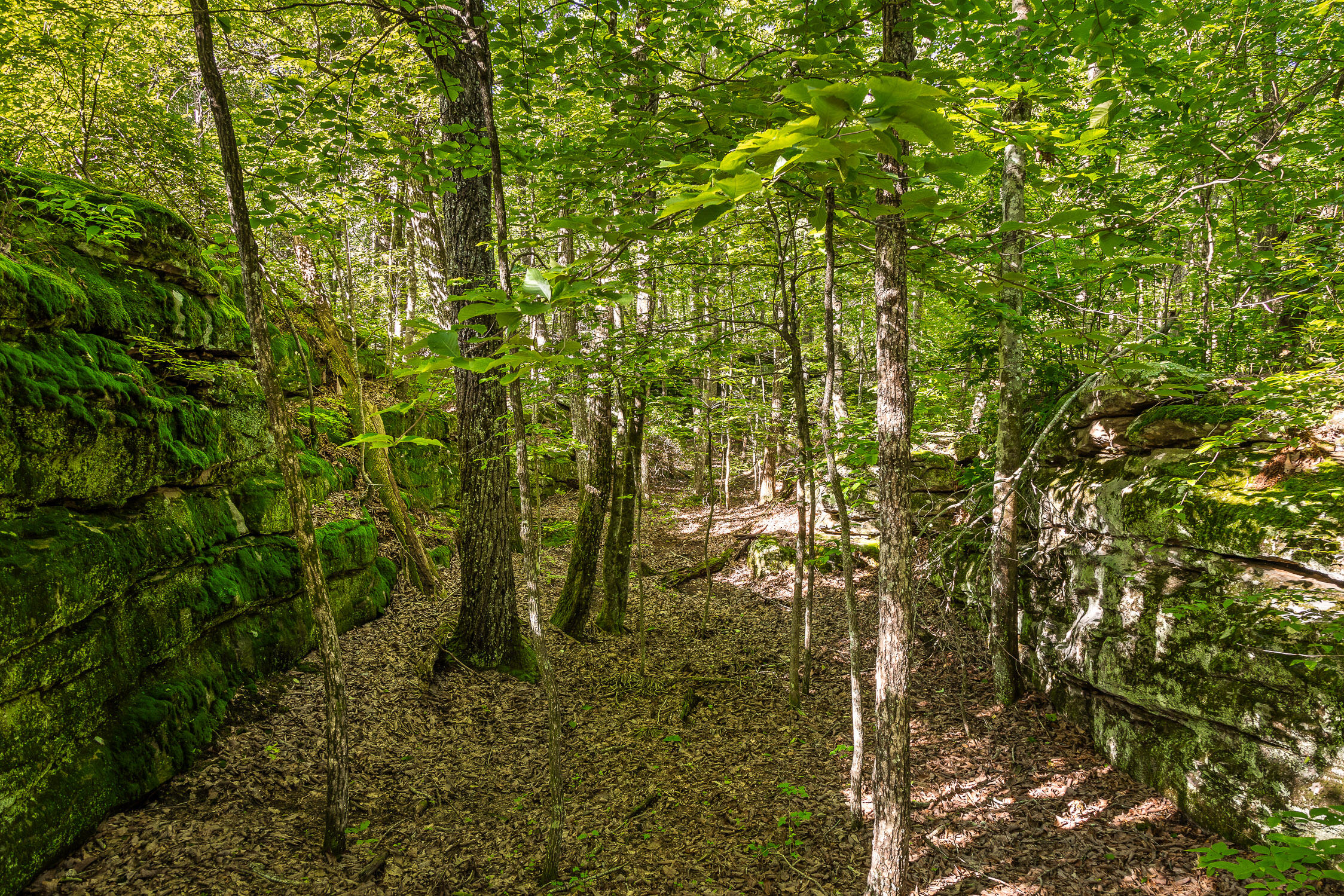 0 Brayton Road, Unit 15 Graysville, TN 37338 - Photo 9 of 14 Roaring Creek Farms-106