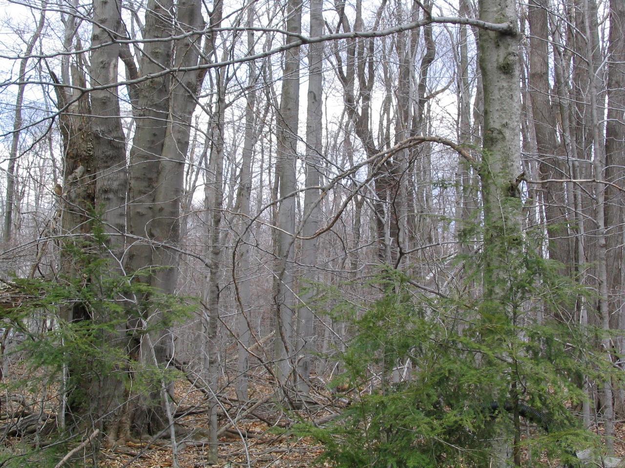 1151 Pine Tree Road Tobyhanna, PA 18466 - Photo 1 of 1 a backyard of a building with lots of plants and trees