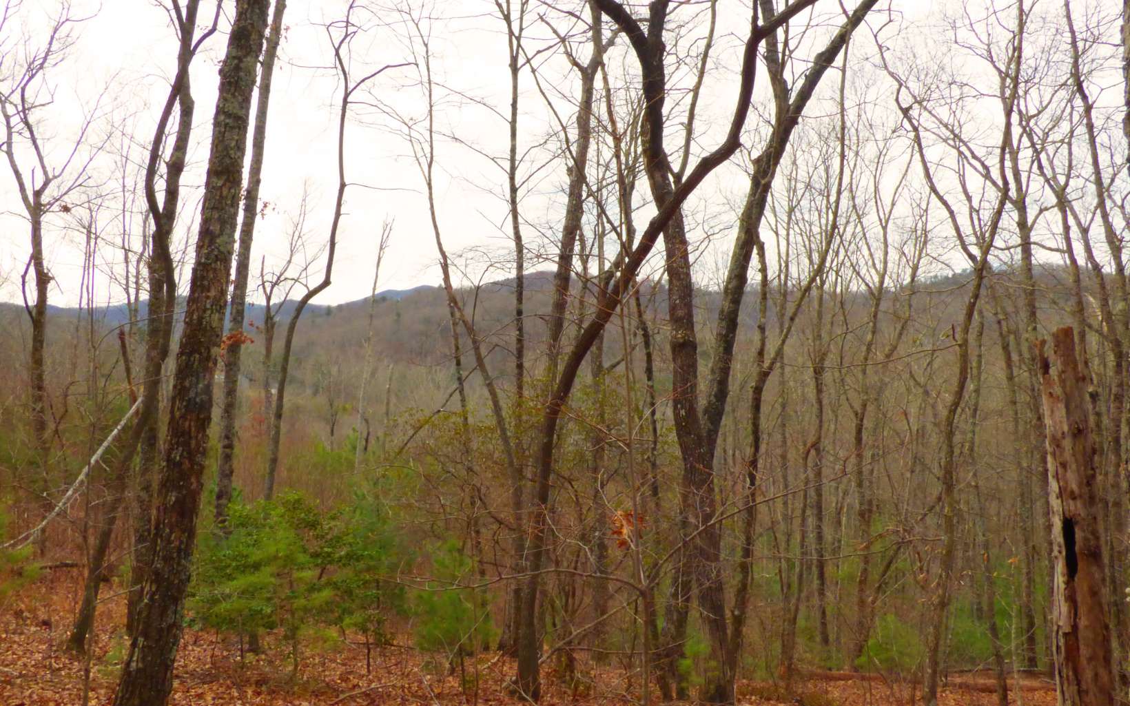 6-ac Wehunt Road Blue Ridge, GA 30513 - Photo 1 of 1 Main View