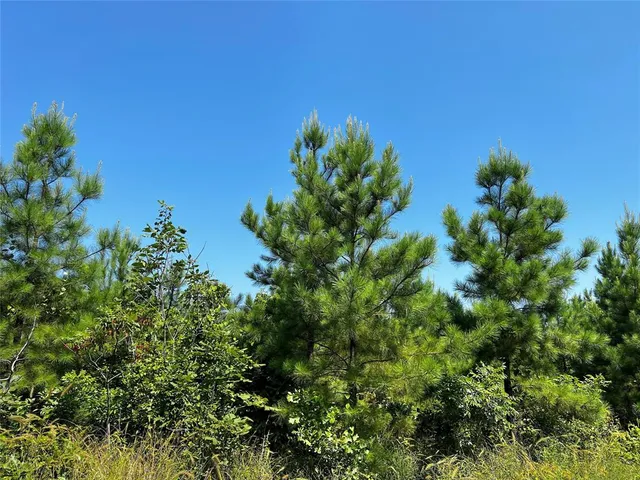 a view of a plant in a garden