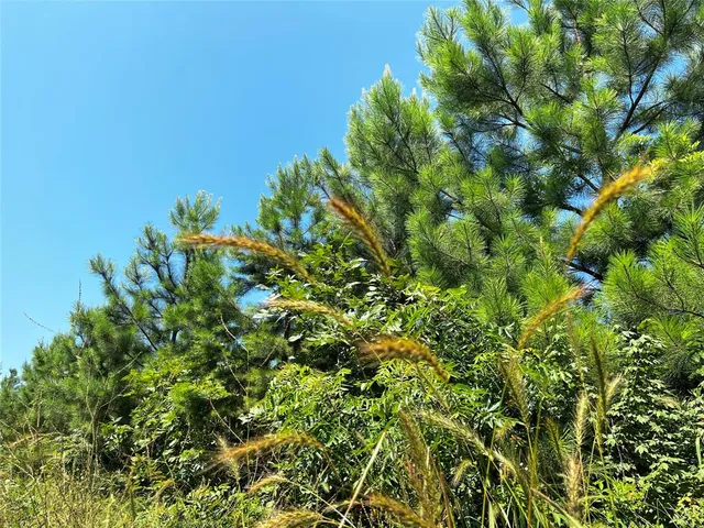 a view of a lush green forest