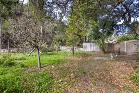 a backyard of a house with plants and large tree
