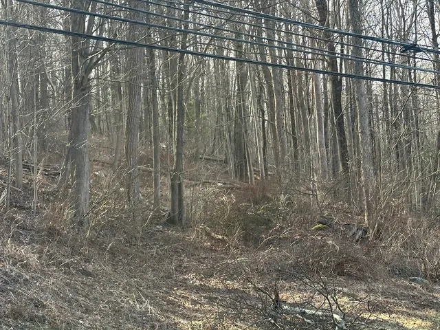 a close up of a plant in a forest