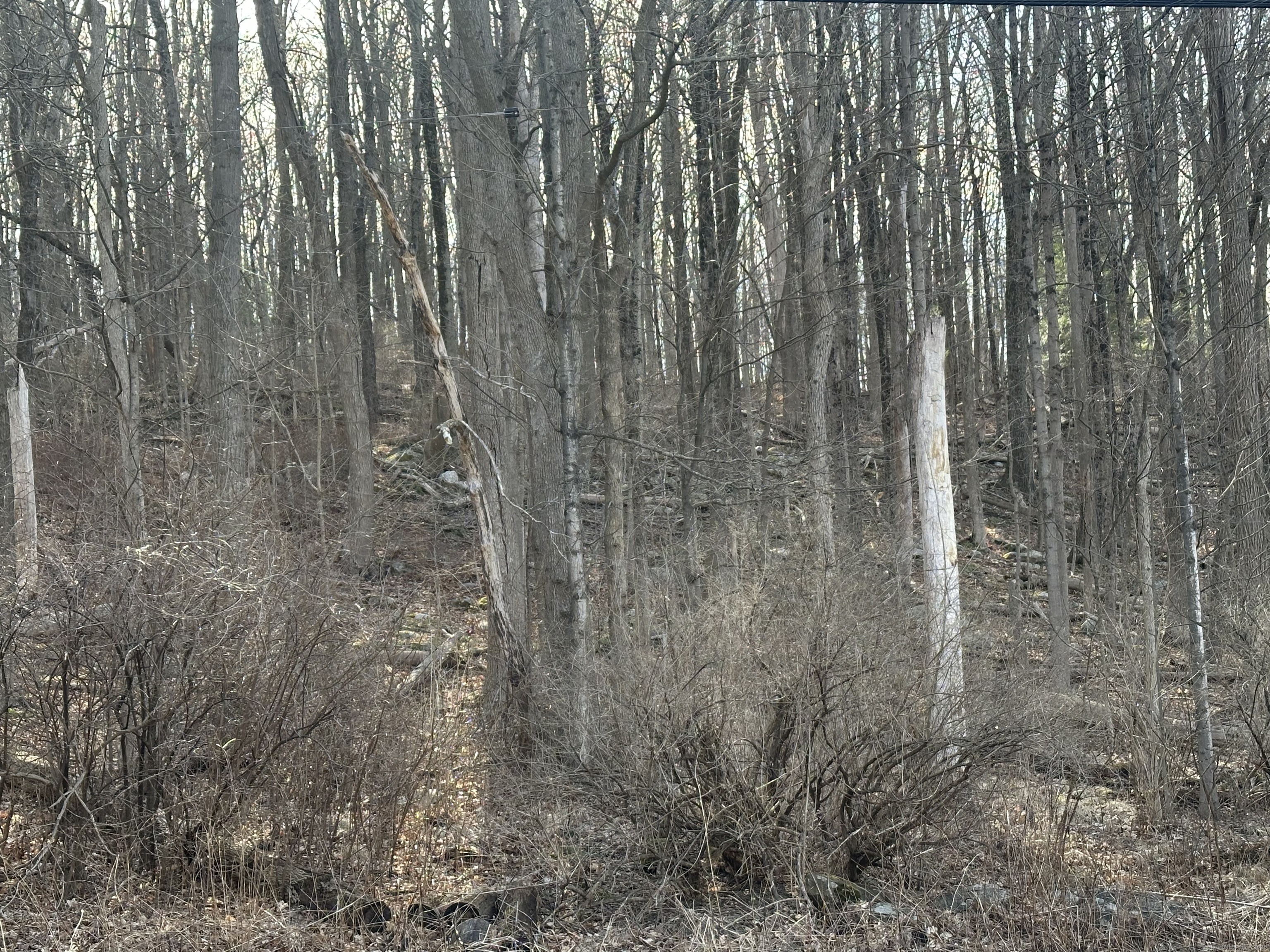 0 Torrington Road Litchfield, CT 06759 - Photo 6 of 6 a close up of a plant in a forest