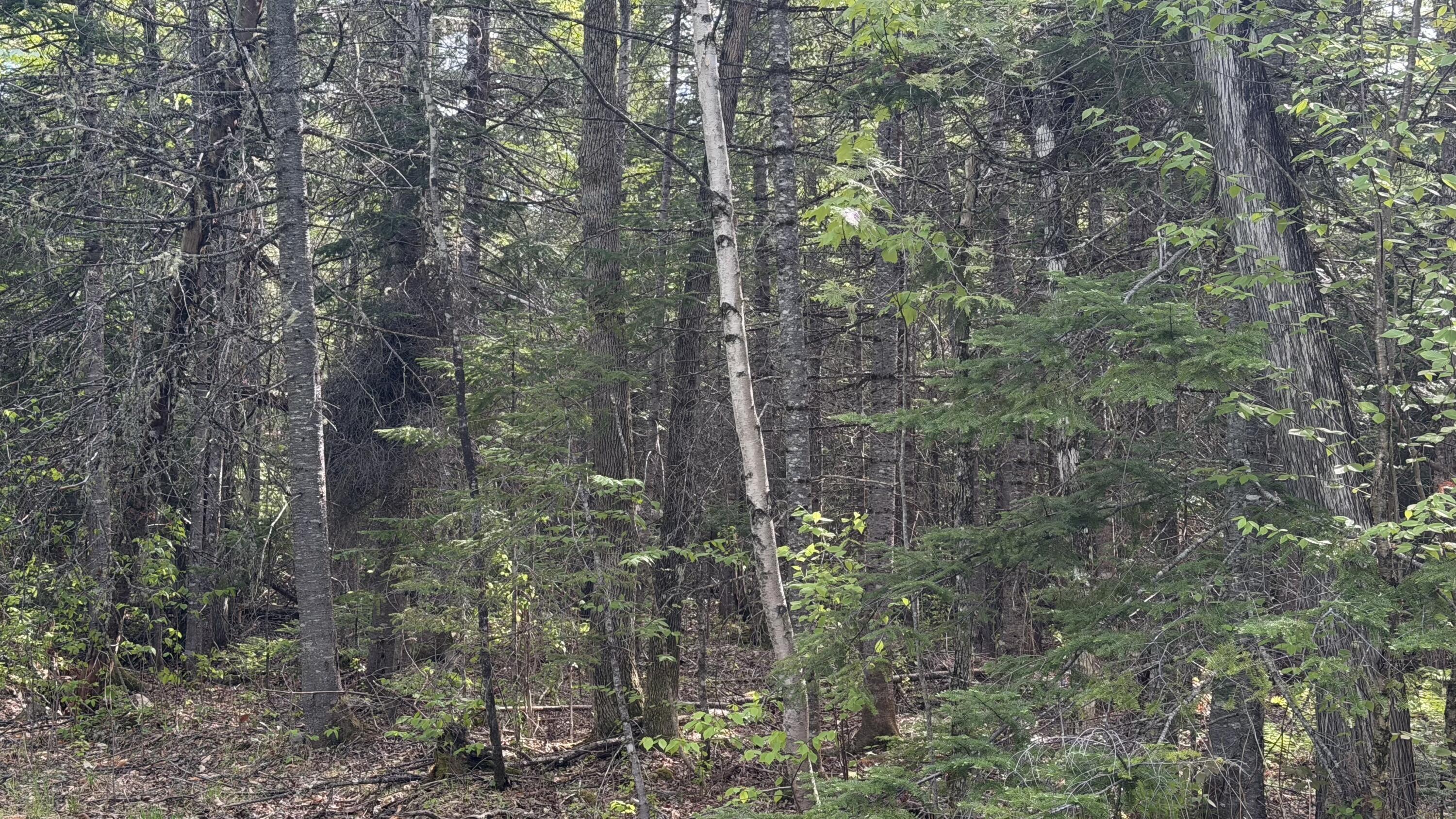 M8-l18-8 Carvell Road Mapleton, ME 04757 - Photo 6 of 7 IMG_2872
