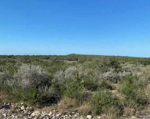 a view of a sky from a forest