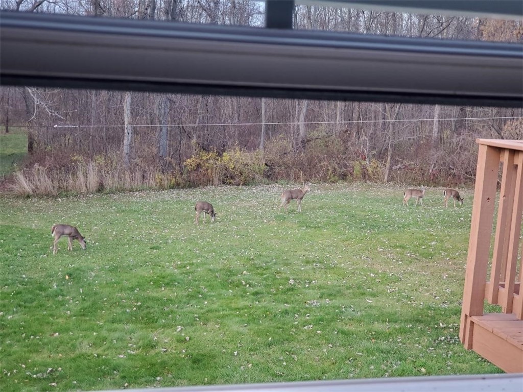 16711 4th Section Road Clarendon, NY 14470 - Photo 28 of 30 Wildlife