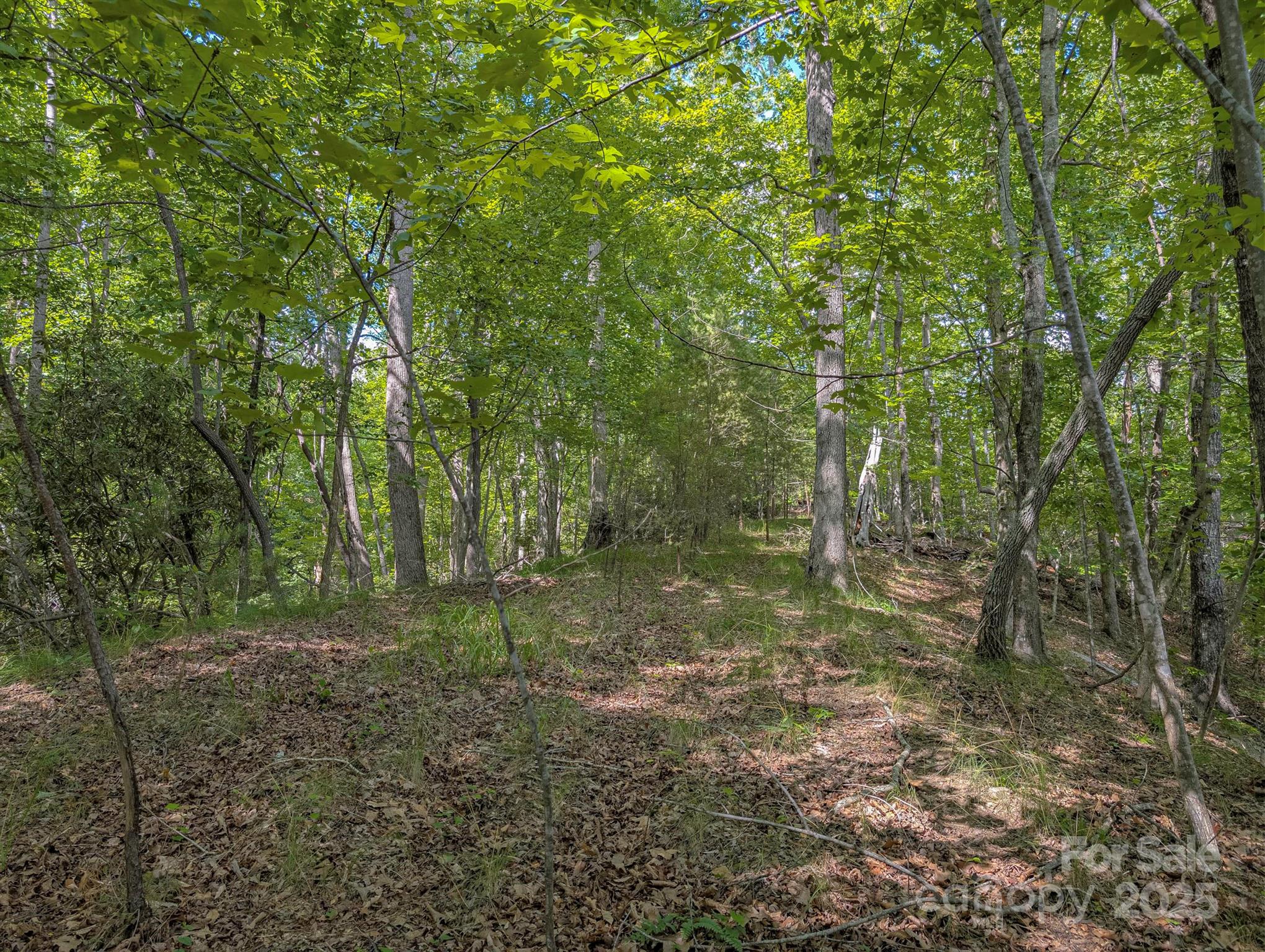 Tbd Tbd Parkway Rd Mill Spring North, Unit 3 Mill Spring, NC 28756 - Photo 14 of 29 a view of a forest with trees in the background