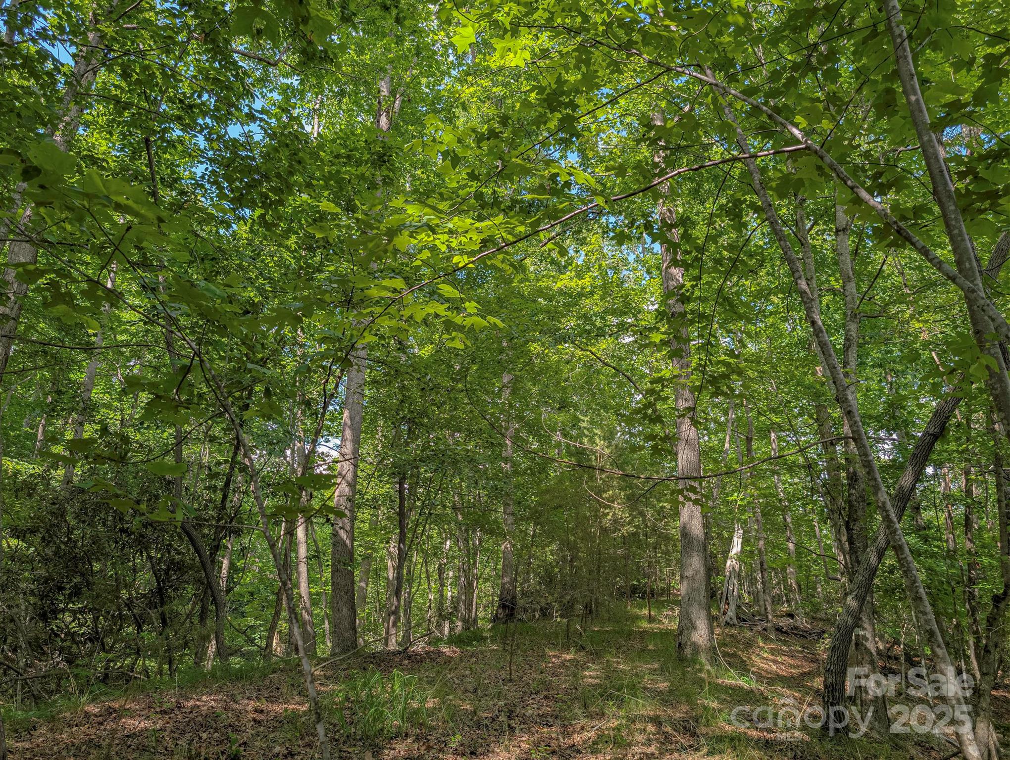 Tbd Tbd Parkway Rd Mill Spring North, Unit 3 Mill Spring, NC 28756 - Photo 15 of 29 a view of a forest with trees in front of it