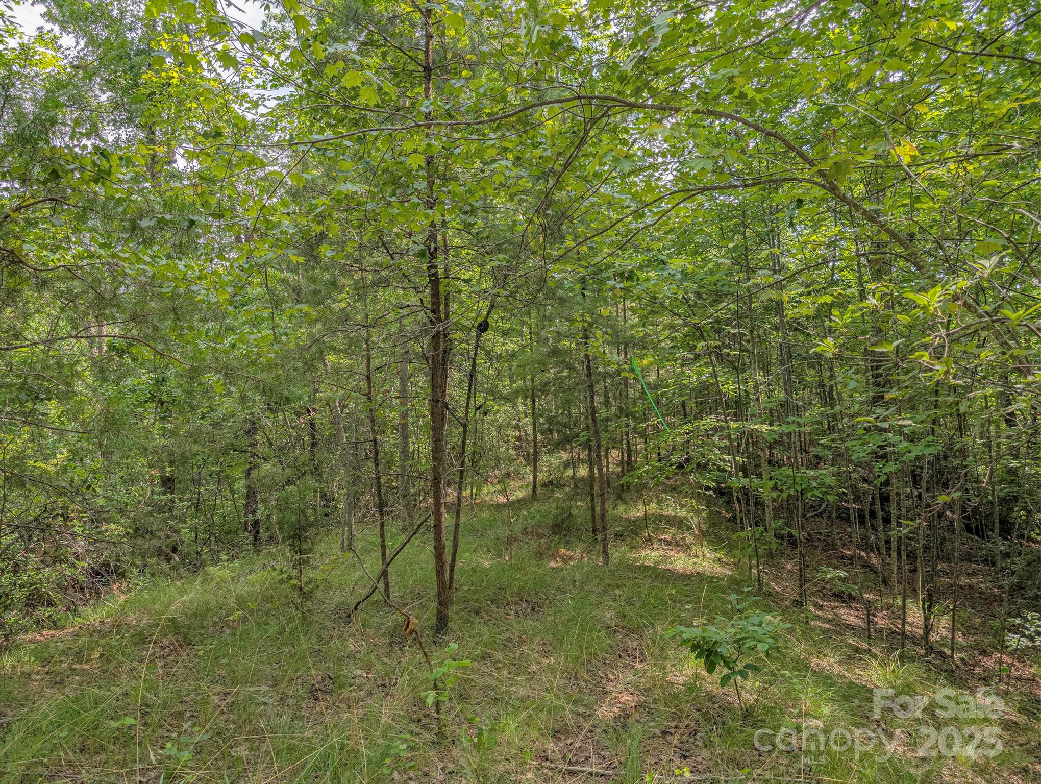 Tbd Tbd Parkway Rd Mill Spring North, Unit 3 Mill Spring, NC 28756 - Photo 17 of 29 a view of a forest that has a tree in the background