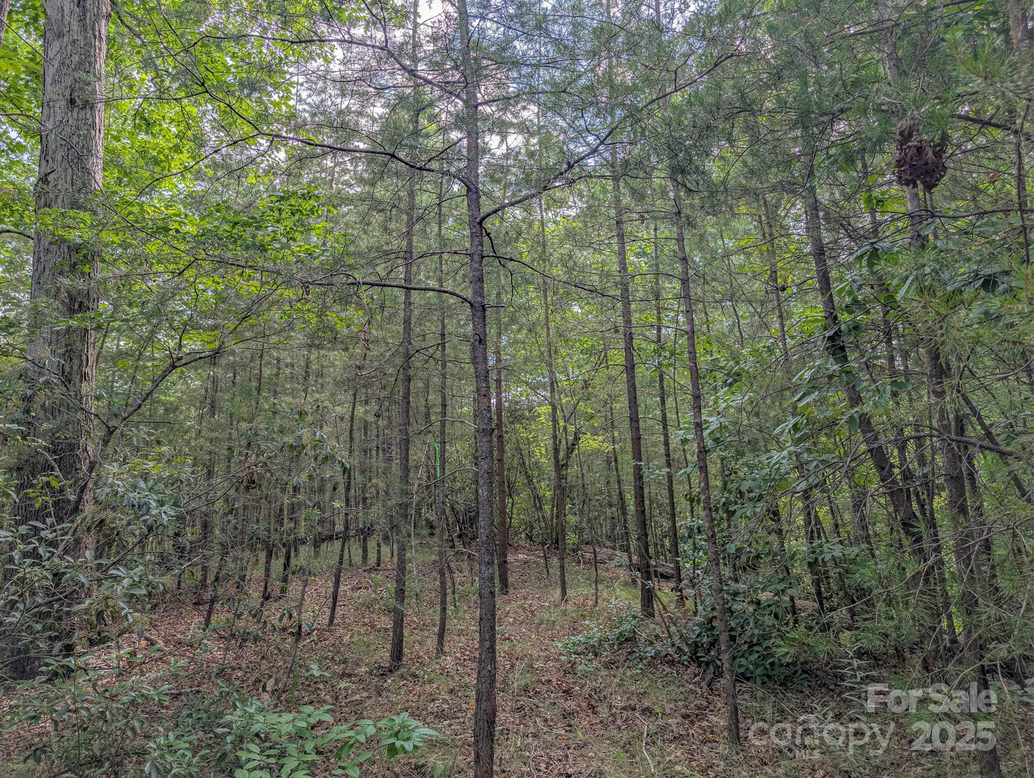 Tbd Tbd Parkway Rd Mill Spring North, Unit 3 Mill Spring, NC 28756 - Photo 18 of 29 a view of forest