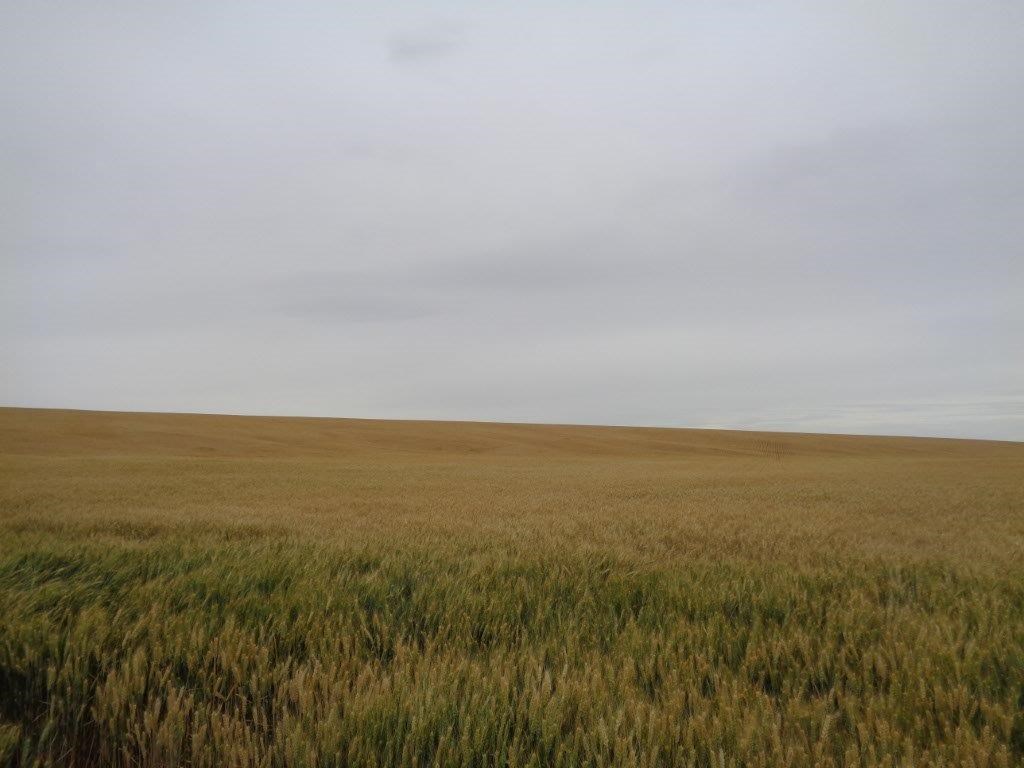 28 & Mohler Road Harrington, WA 99134 - Photo 8 of 20