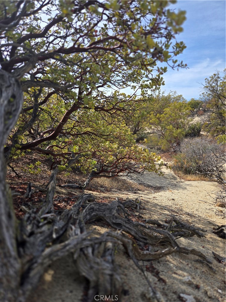 61400 Indian Paint Brush Road Anza, CA 92539 - Photo 4 of 11