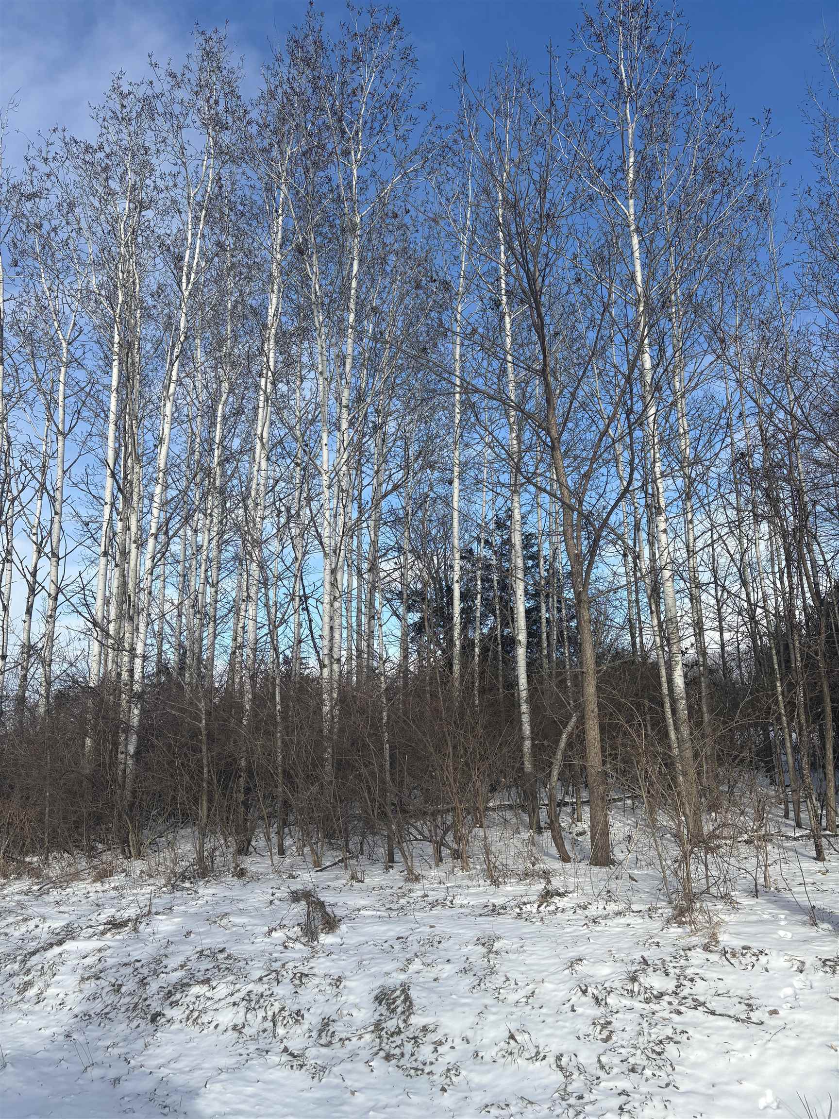 2-a3 Hidden Spring Lane Apple River, IL 61001 - Photo 3 of 3 a backyard of a house with lots of green space