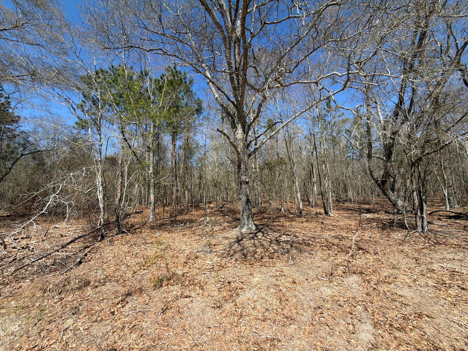 9 Boise Cascade Road, Unit BHL 9 Bethune, SC 29009 - Photo 11 of 44 34-Mar 18 2026 05_02pm-EEVE
