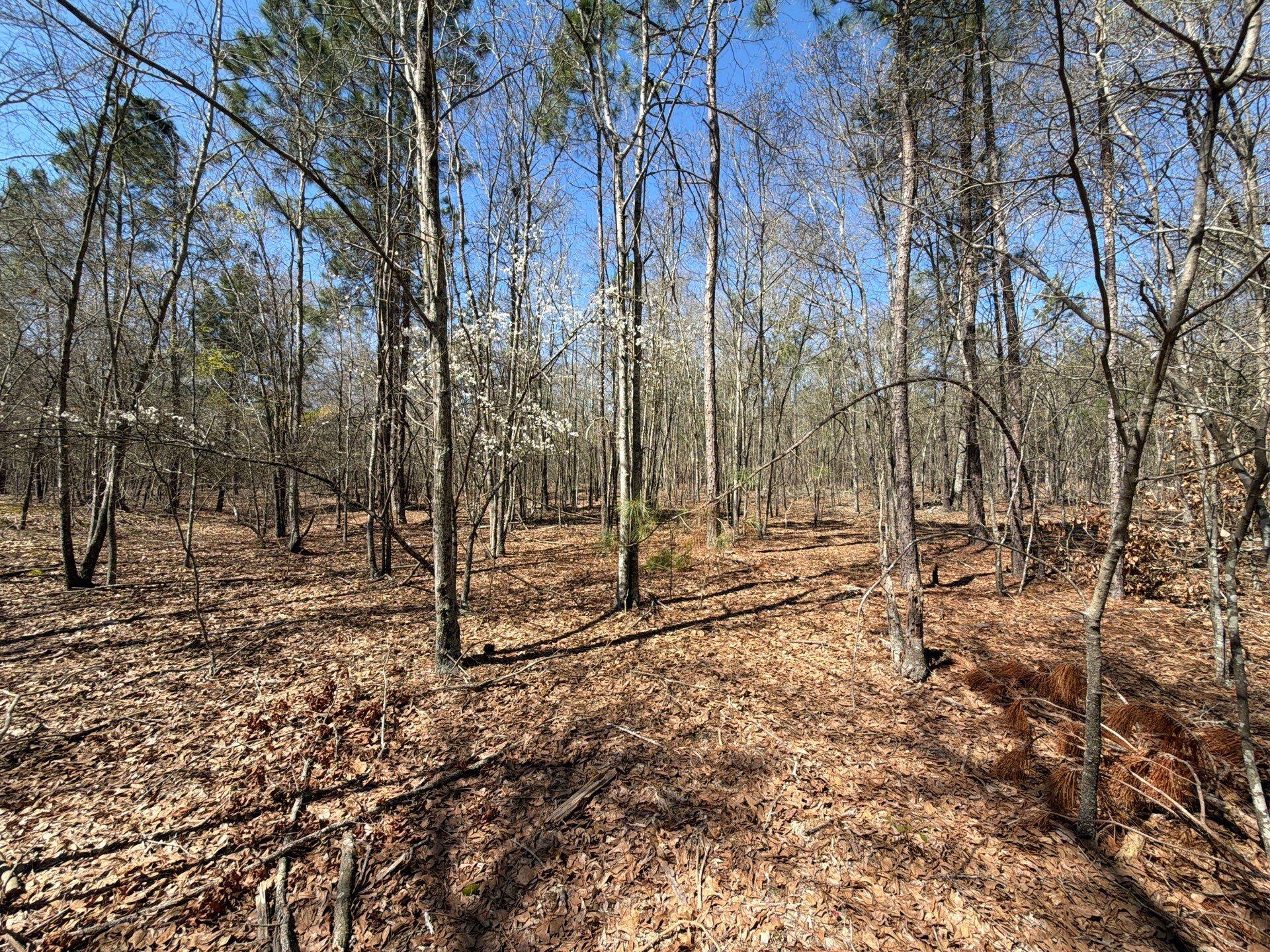 9 Boise Cascade Road, Unit BHL 9 Bethune, SC 29009 - Photo 17 of 44 28-Mar 18 2026 04_58pm-CkS1
