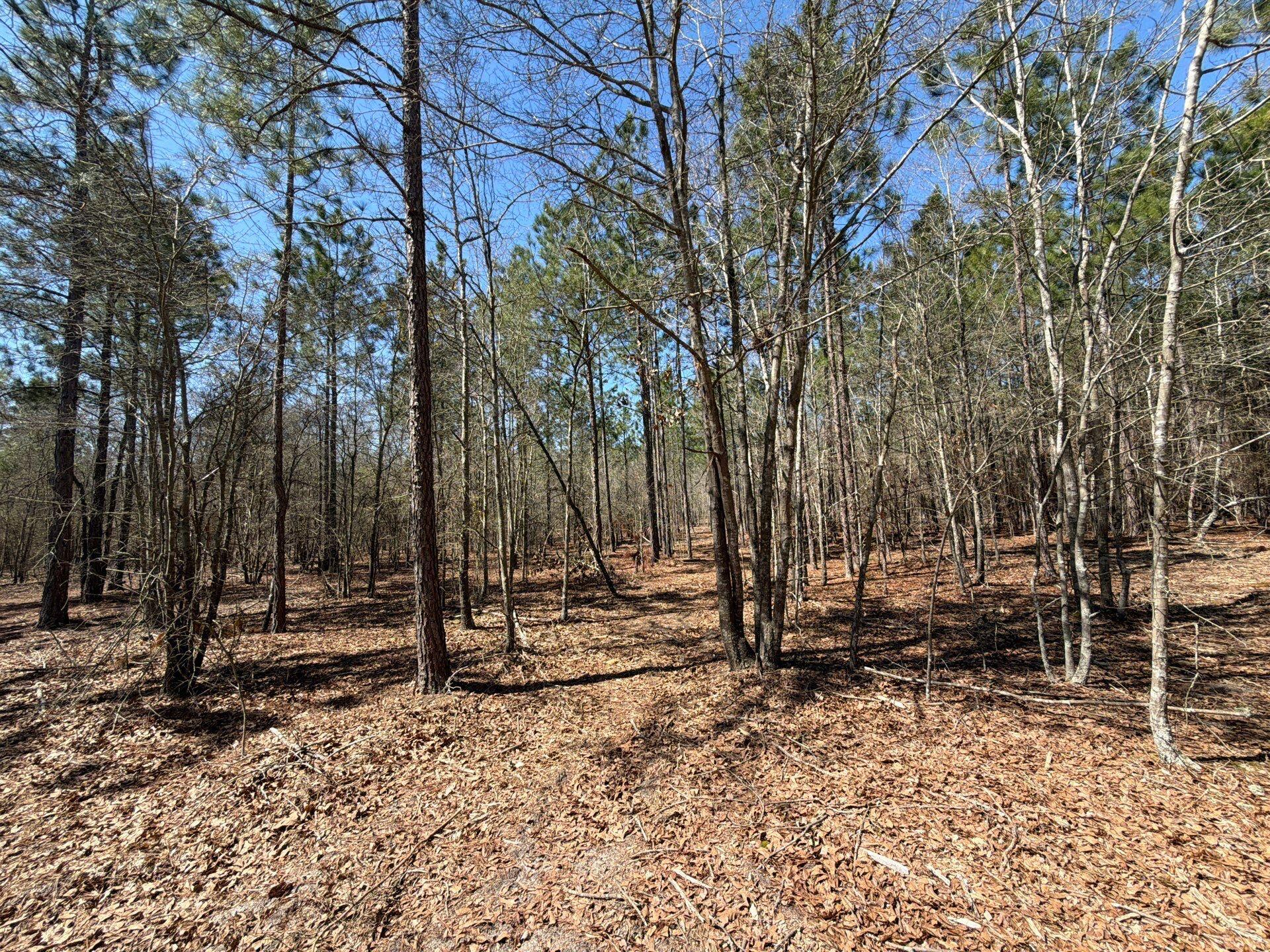 9 Boise Cascade Road, Unit BHL 9 Bethune, SC 29009 - Photo 24 of 44 21-Mar 18 2026 04_56pm-wMQ9