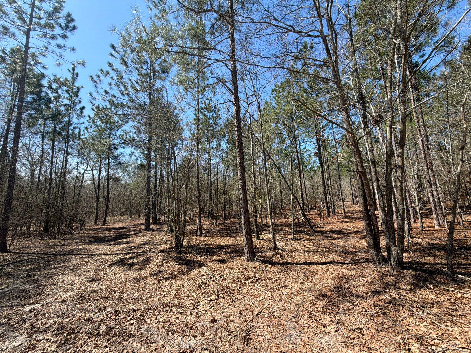 9 Boise Cascade Road, Unit BHL 9 Bethune, SC 29009 - Photo 25 of 44 20-Mar 18 2026 04_56pm-Q3E1