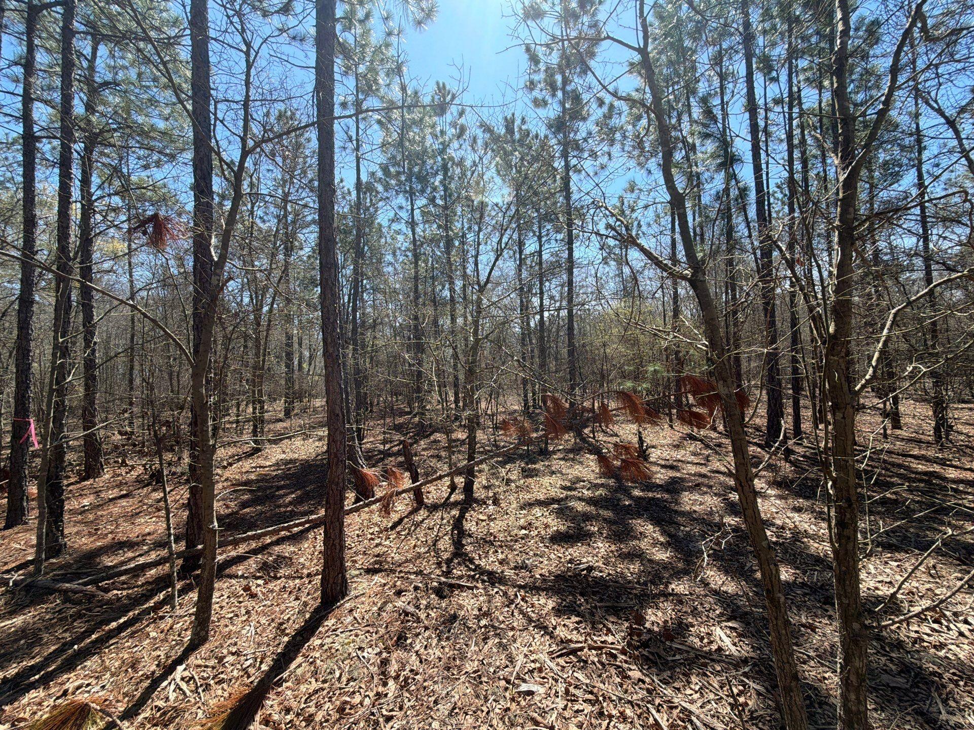 9 Boise Cascade Road, Unit BHL 9 Bethune, SC 29009 - Photo 29 of 44 16-Mar 18 2026 04_55pm-zoV1