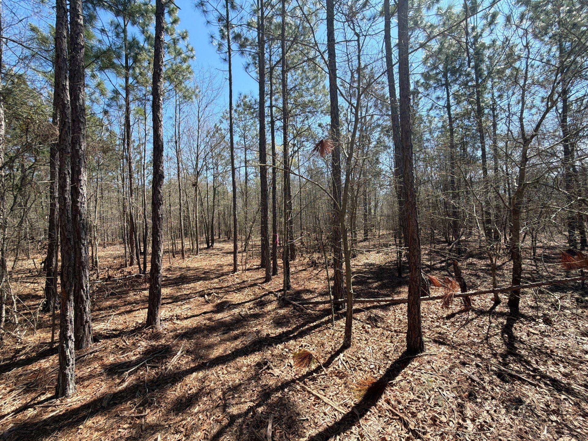 9 Boise Cascade Road, Unit BHL 9 Bethune, SC 29009 - Photo 30 of 44 15-Mar 18 2026 04_55pm-maQu