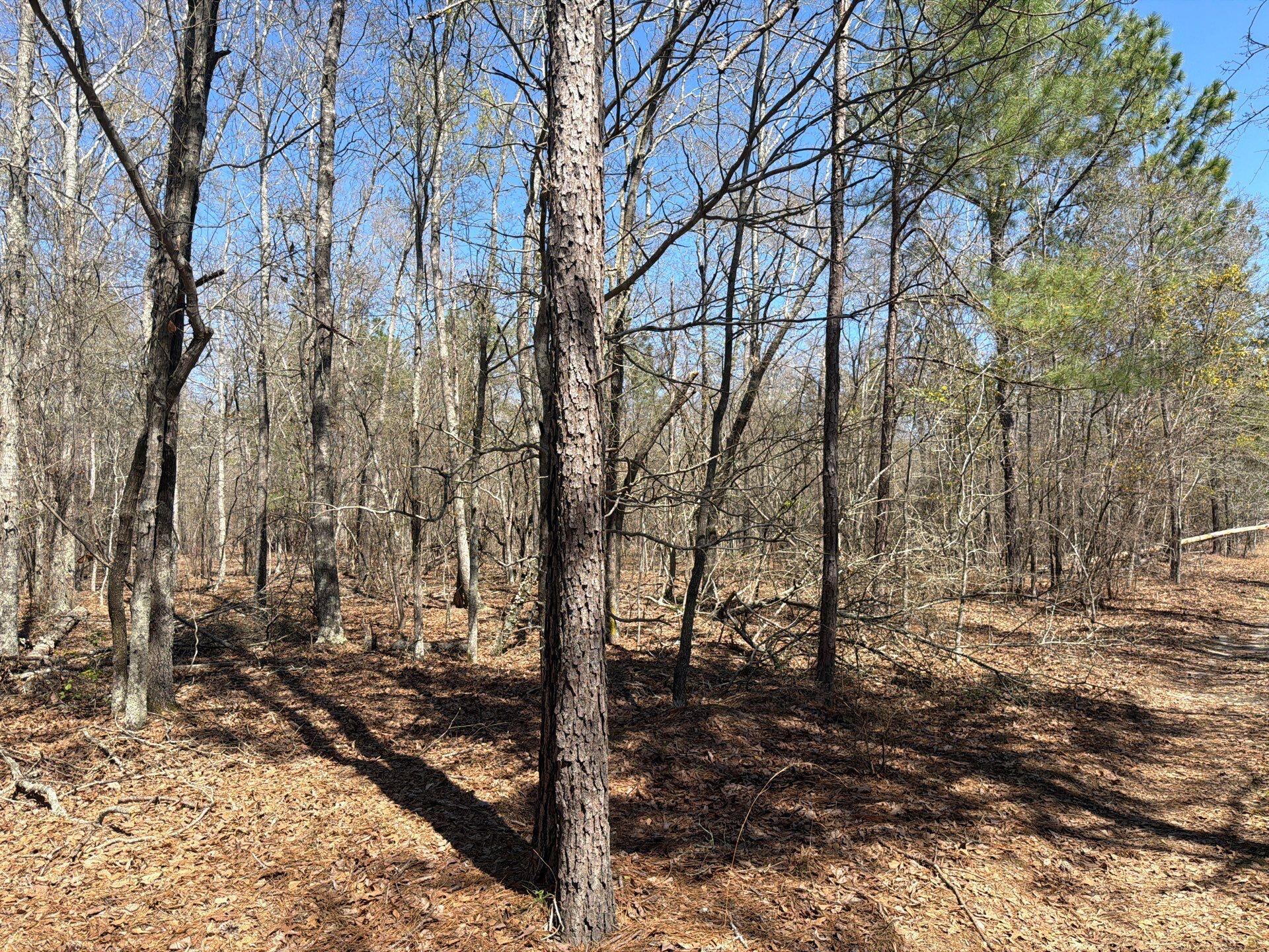 9 Boise Cascade Road, Unit BHL 9 Bethune, SC 29009 - Photo 5 of 44 40-Mar 18 2026 05_04pm-SDek