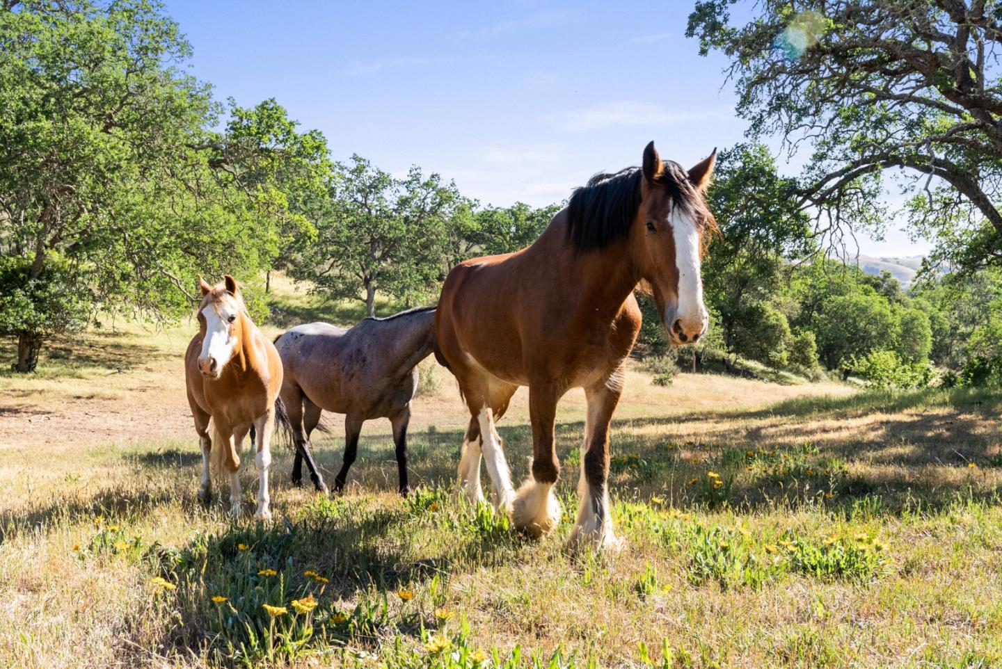 4460 Roop Road Gilroy, CA 95020 - Photo 49 of 68 a view of yard and mountain view