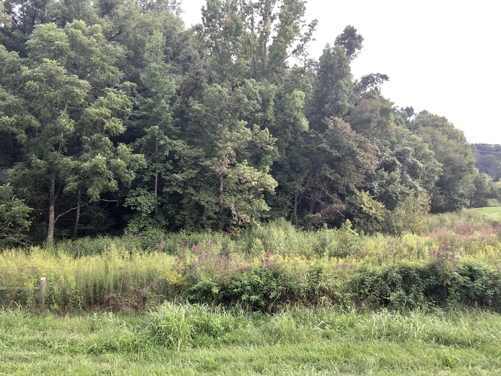 136 Mountain Road Blaine, TN 37709 - Photo 20 of 21 a view of a lush green forest with lots of trees