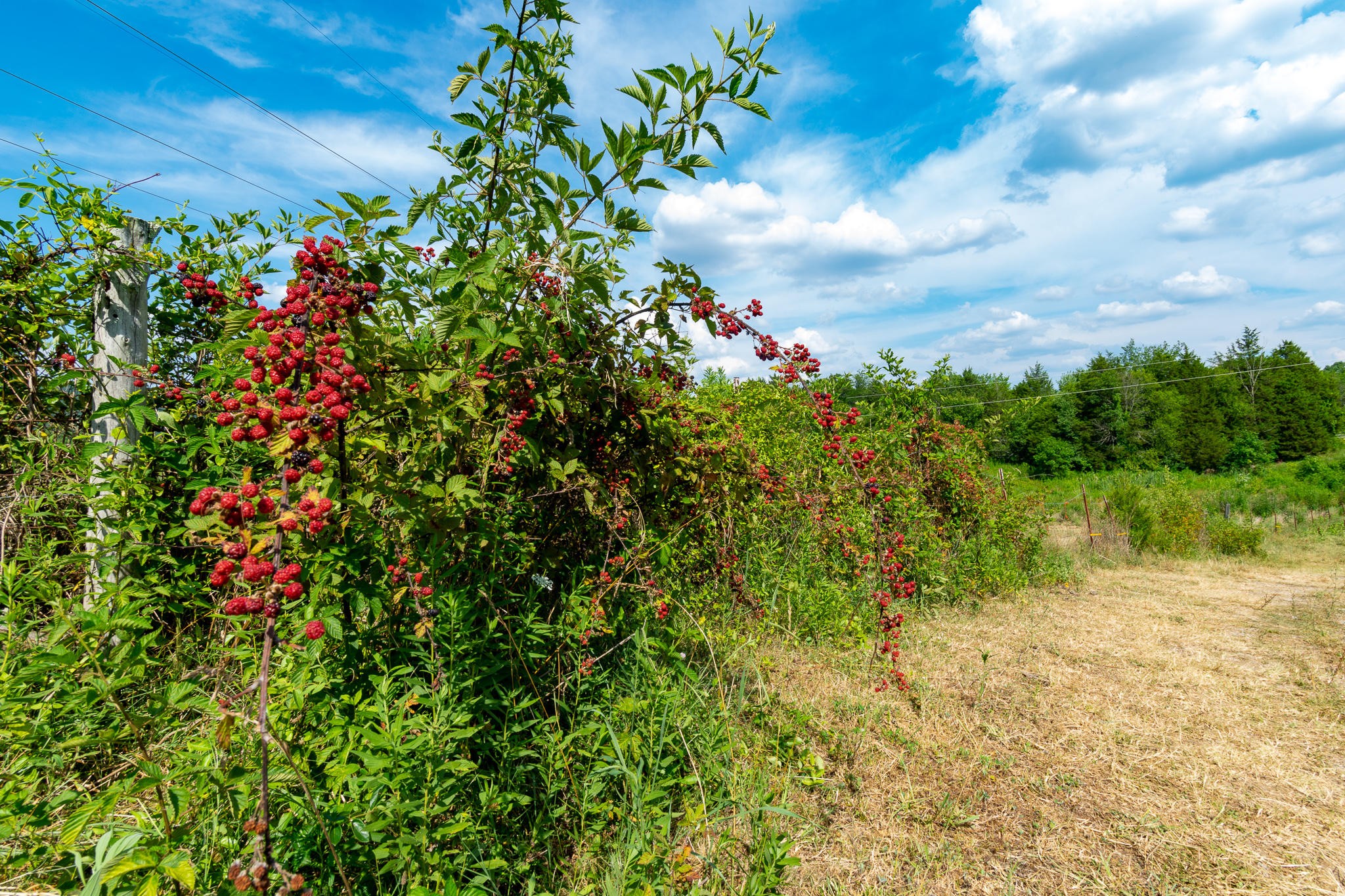 136 Mountain Road Blaine, TN 37709 - Photo 9 of 21 a view of a garden with a tree