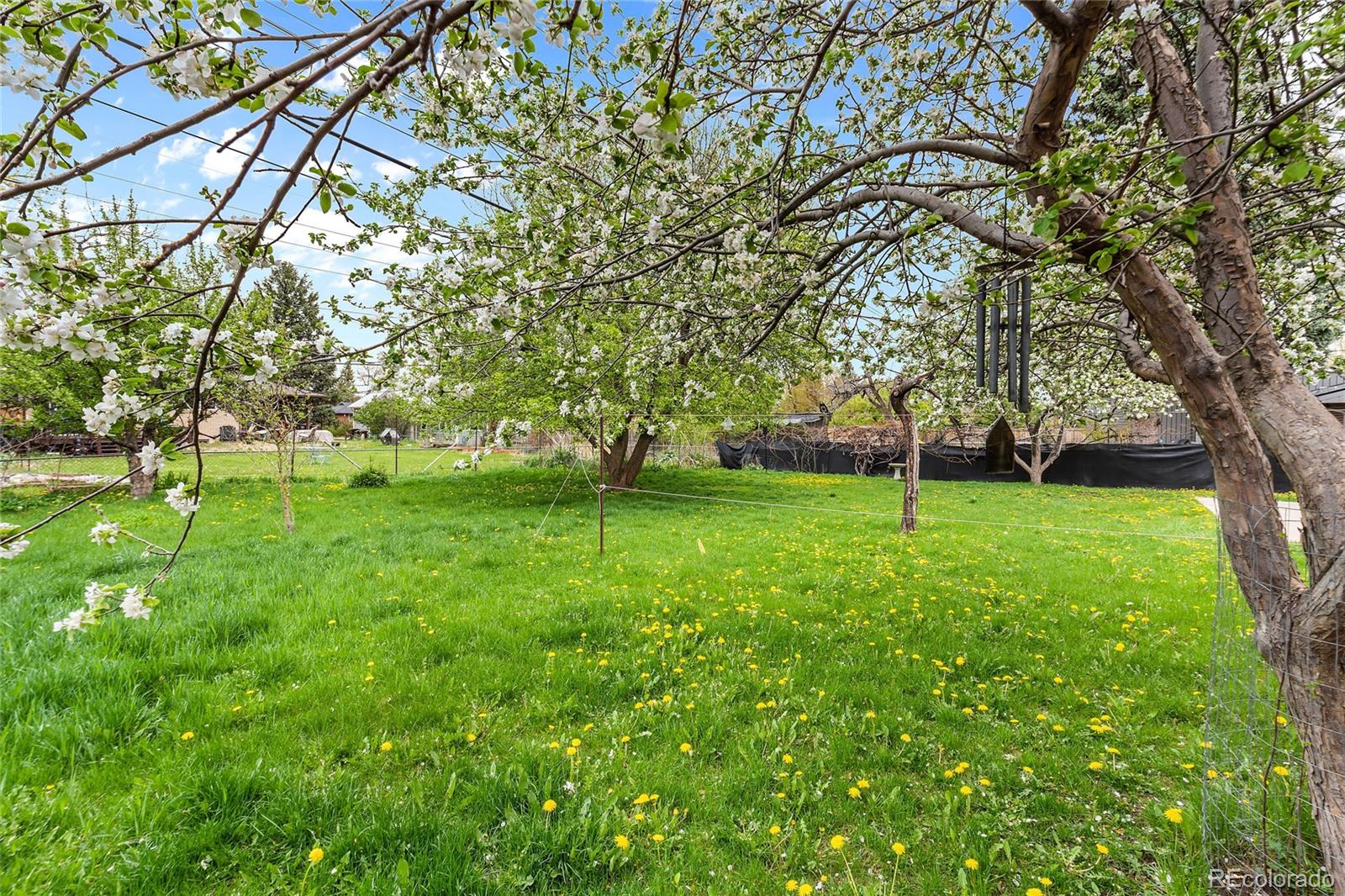 1971 Evergreen Avenue Boulder, CO 80304 - Photo 10 of 36 a view of a park with large trees