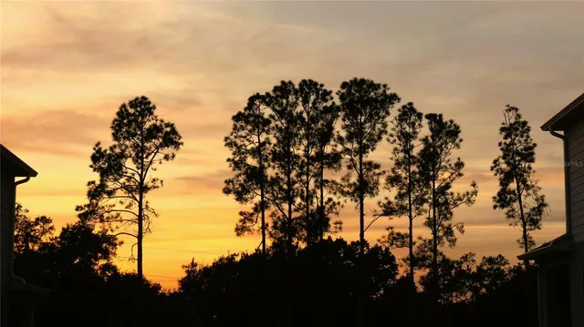 a view of a large tree