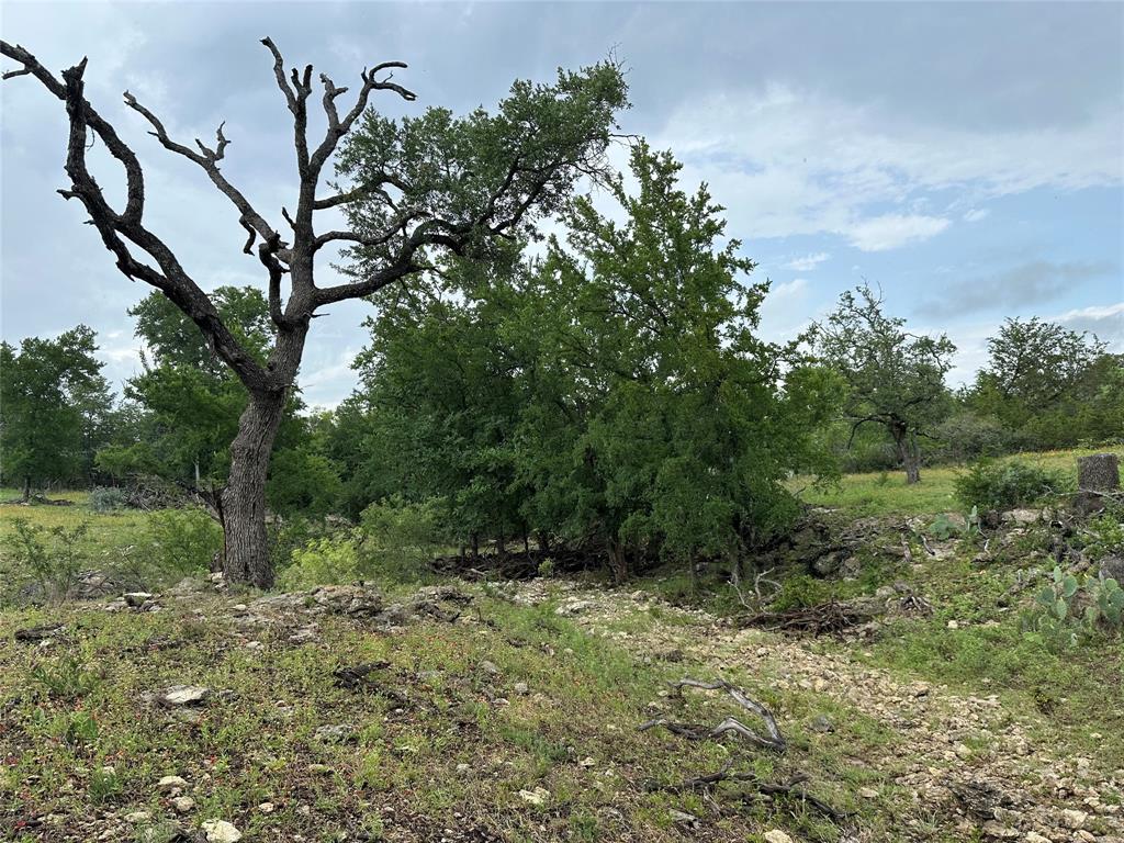 8343 County Road 270 Zephyr, TX 76890 - Photo 26 of 38 a view of a yard with a tree