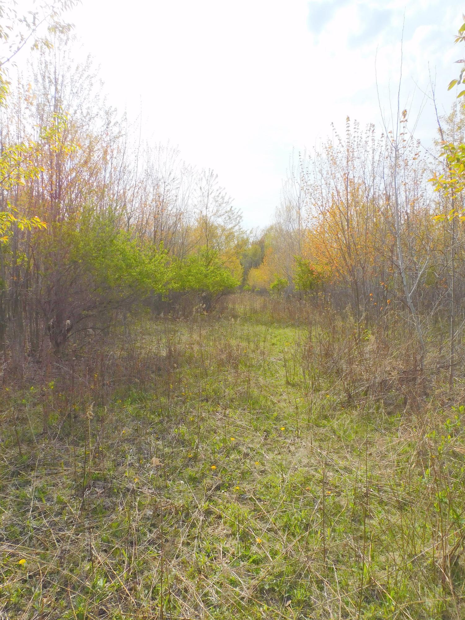 0 East Round Lake Road Laingsburg, MI 48848 - Photo 14 of 15 Trees