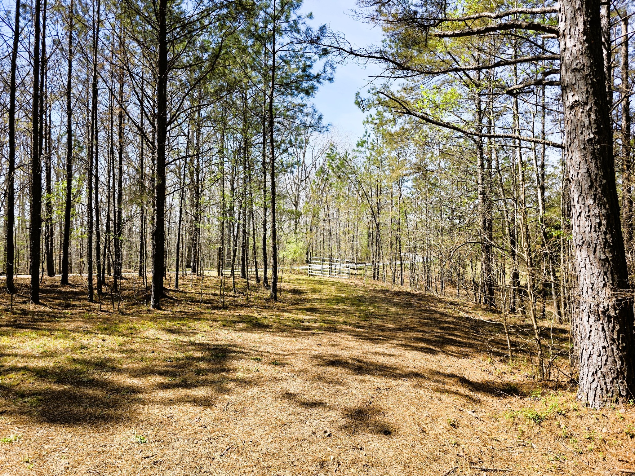 258 Bald Knob Road Holladay, TN 38341 - Photo 13 of 80