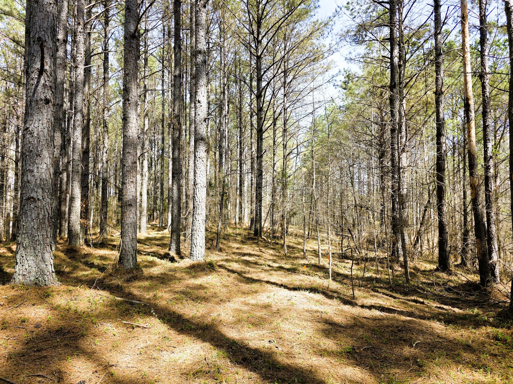 258 Bald Knob Road Holladay, TN 38341 - Photo 61 of 80