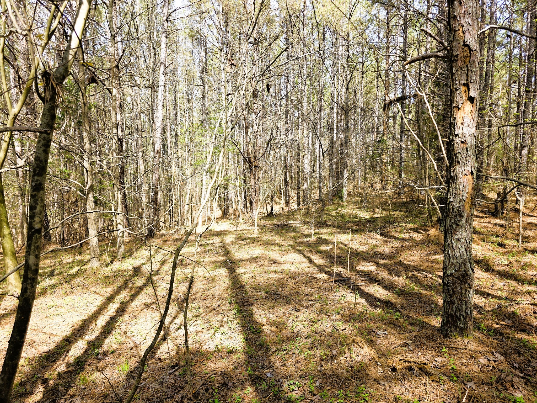 258 Bald Knob Road Holladay, TN 38341 - Photo 62 of 80