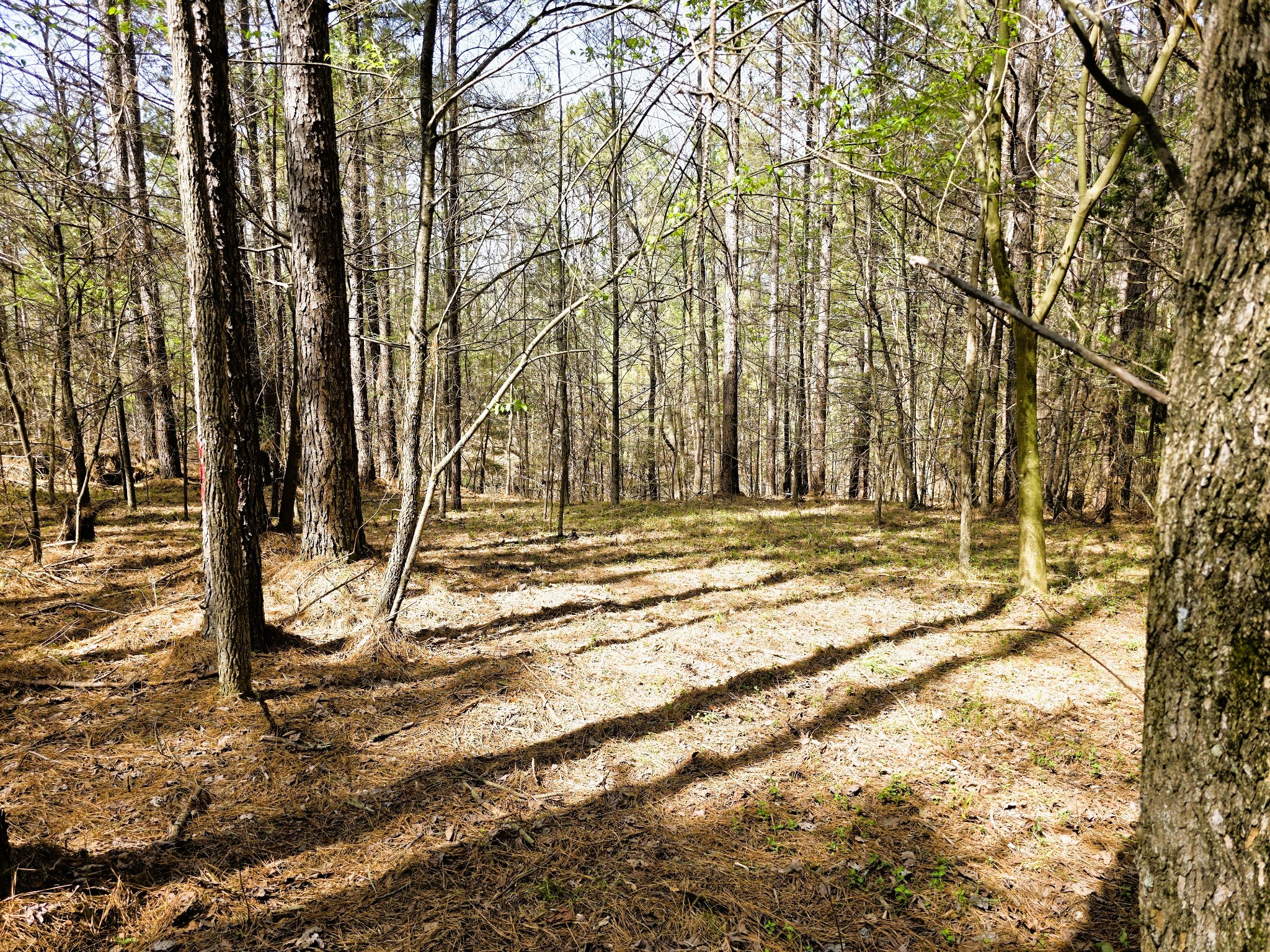 258 Bald Knob Road Holladay, TN 38341 - Photo 63 of 80