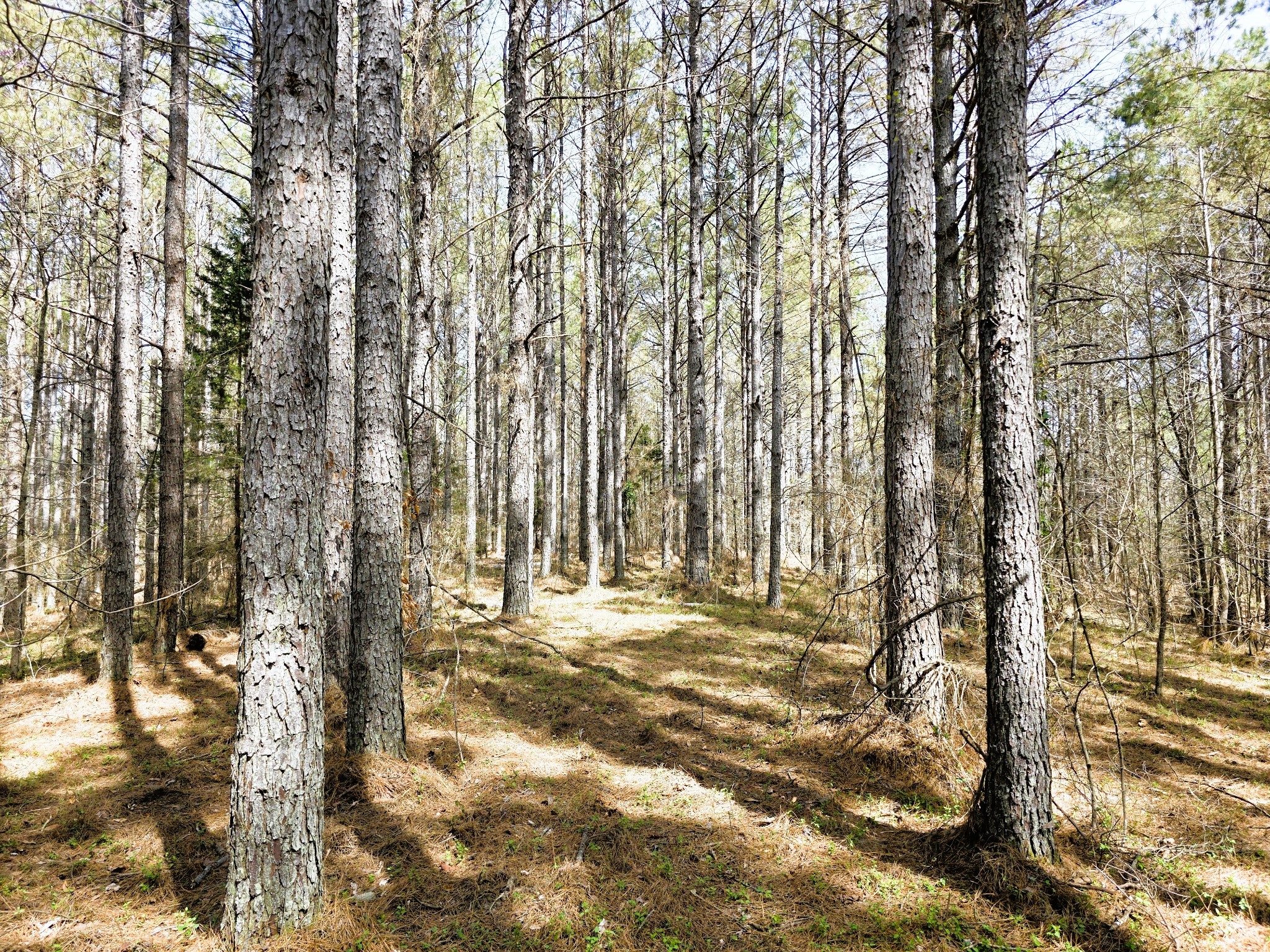 258 Bald Knob Road Holladay, TN 38341 - Photo 64 of 80