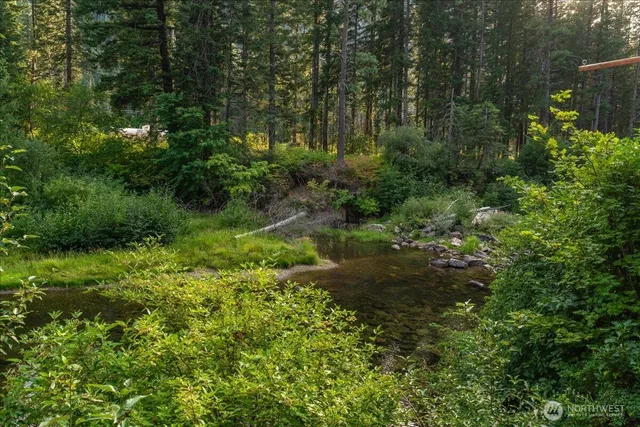 a view of a lush green forest