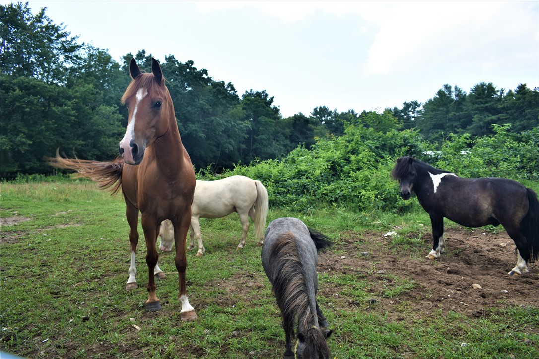 397 Chestnut Hill Road Glocester, RI 02814 - Photo 27 of 33 Animals