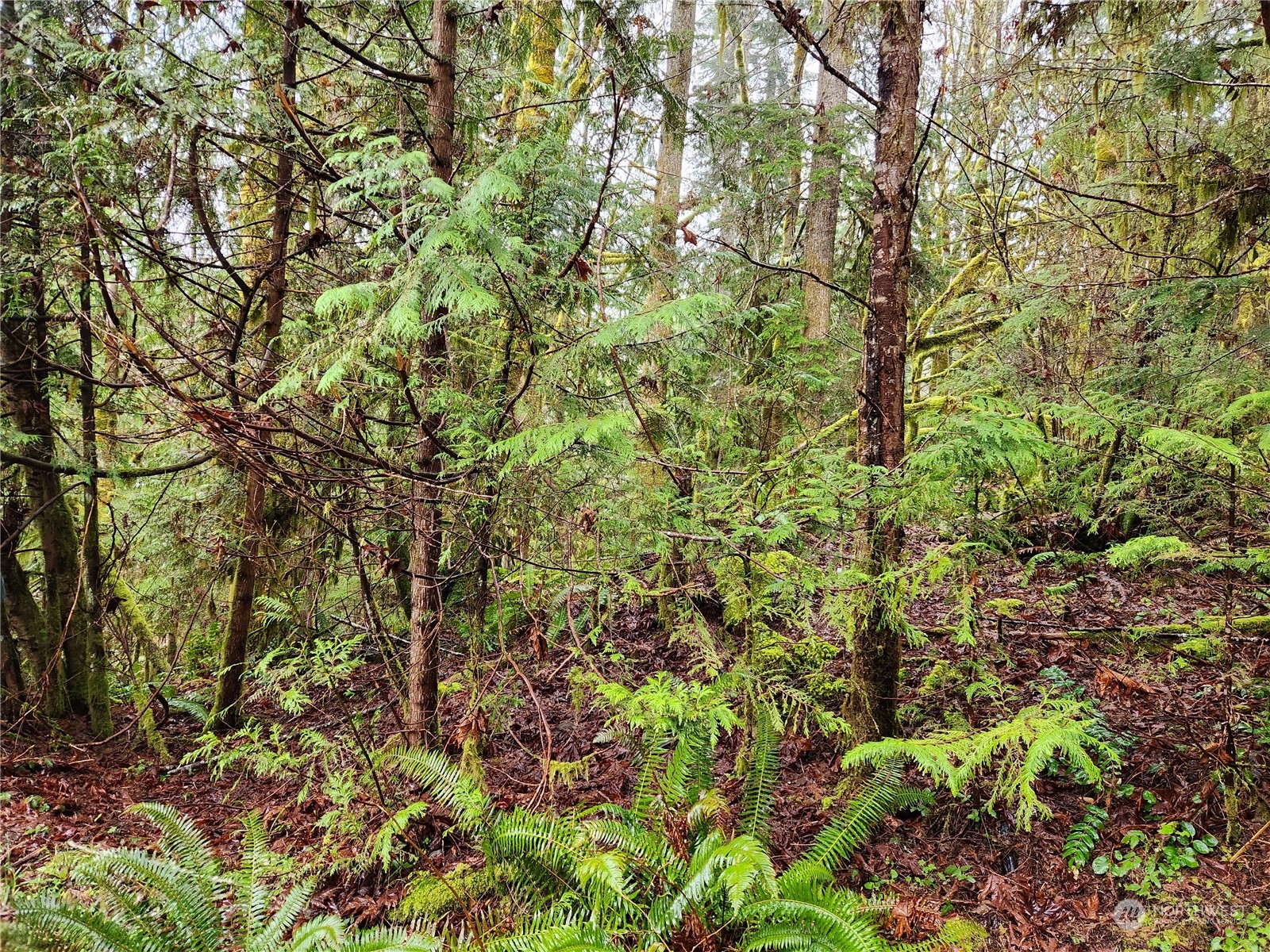 800 Mountain Trail Road Brinnon, WA 98320 - Photo 1 of 1 Gallery Image 1