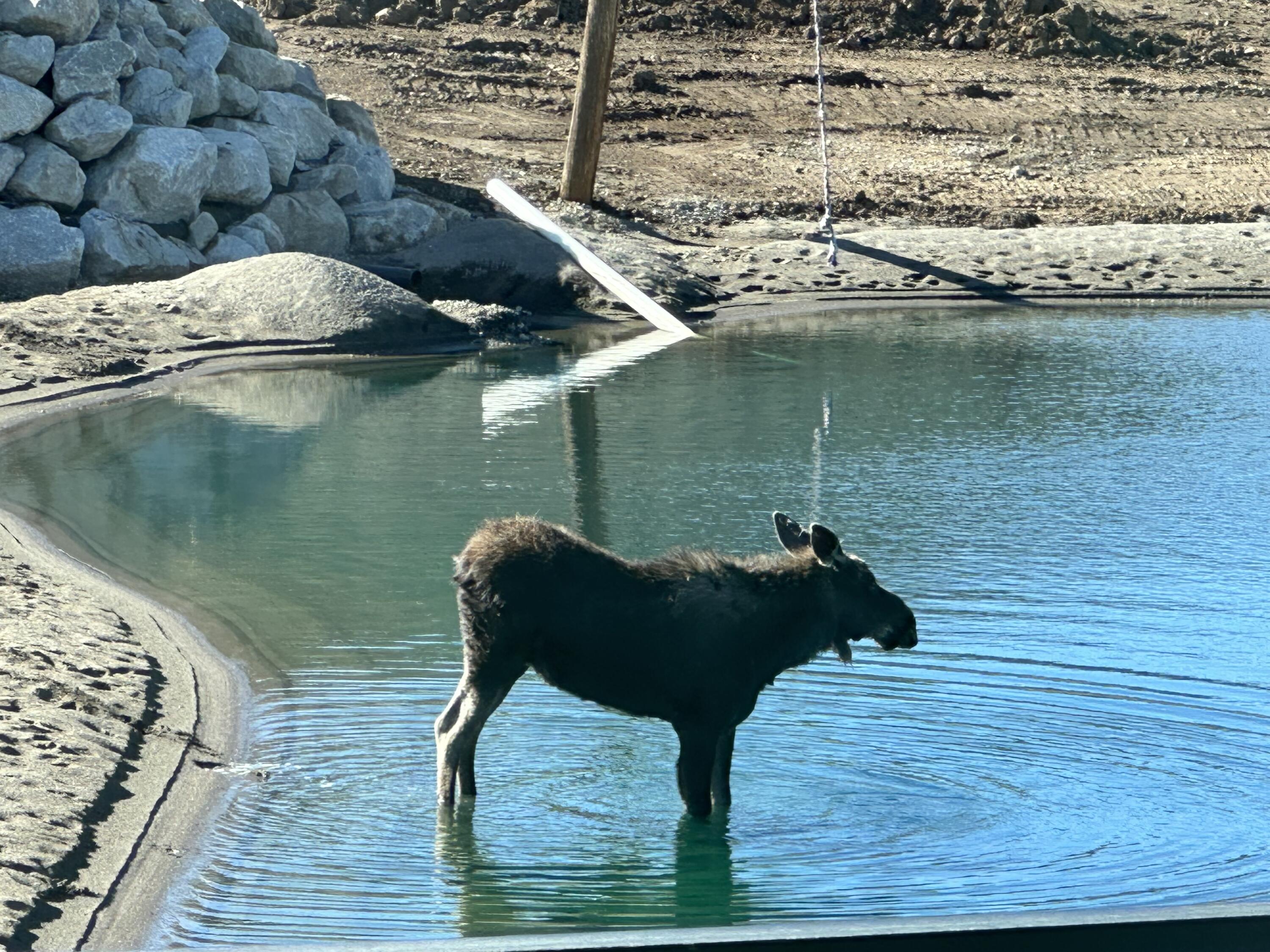 135 Rock Creek Road Blaine County, ID 83333 - Photo 55 of 55 Wildlife in the pond