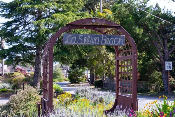 a view of a yard with plants